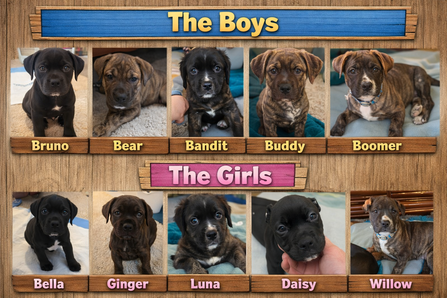 Photo of Super Dee Duper Cute American Staffordshire Bully Pups!!