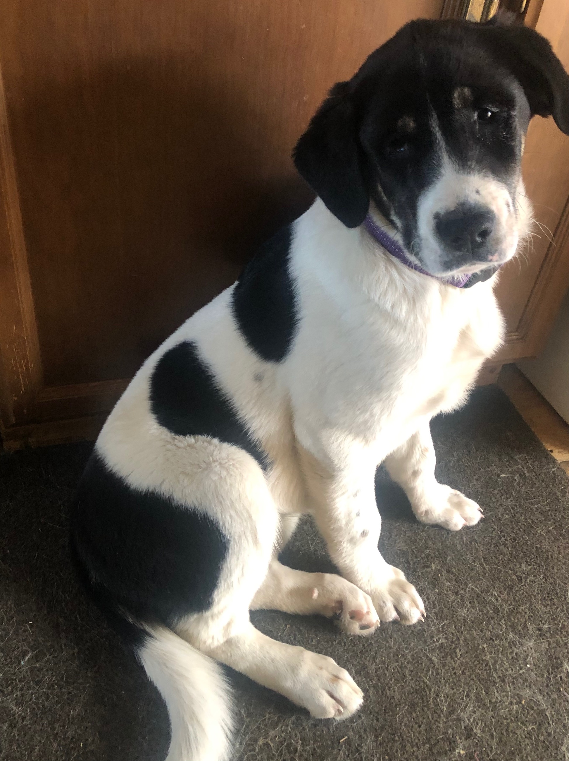 Photo of Puppy 4 Sale