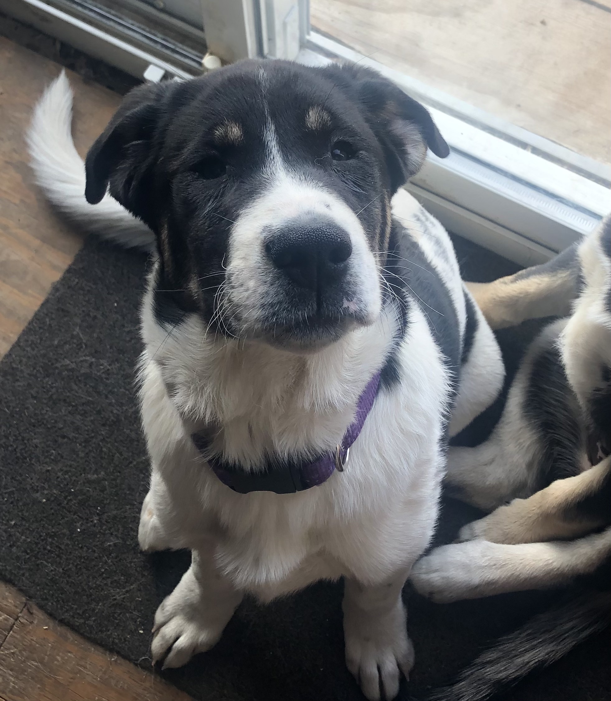 Photo of Puppy 4 Sale