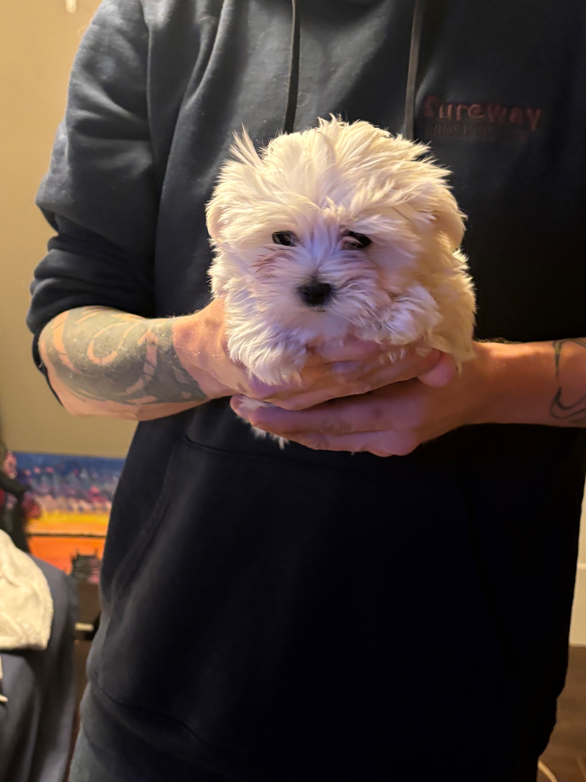 Photo of Maltese puppies 