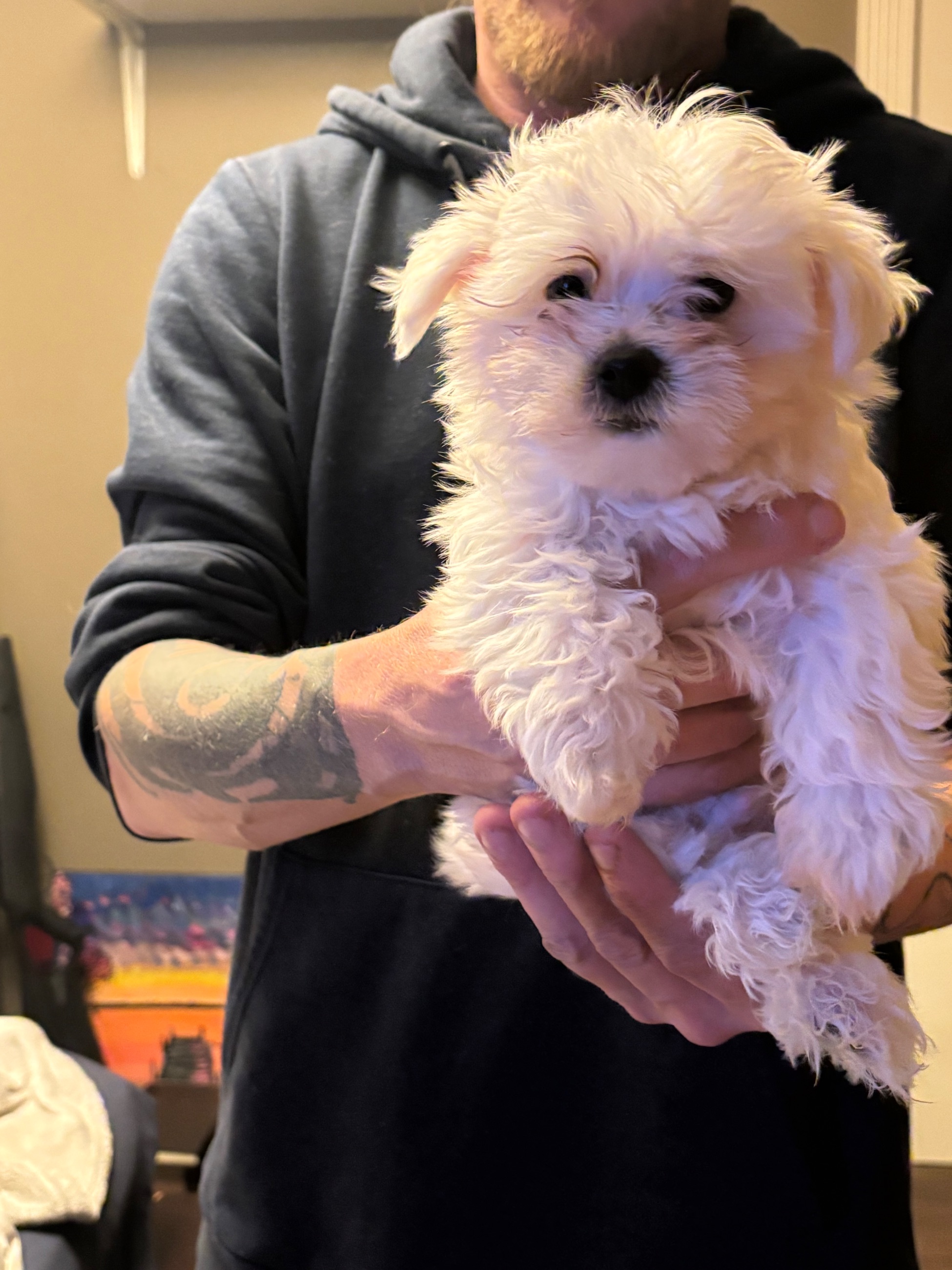 Photo of Maltese puppies 