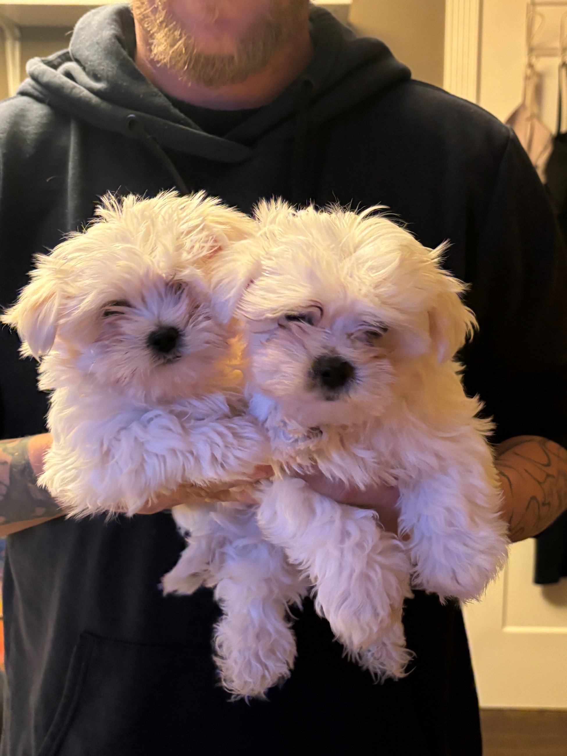 Photo of Maltese puppies 