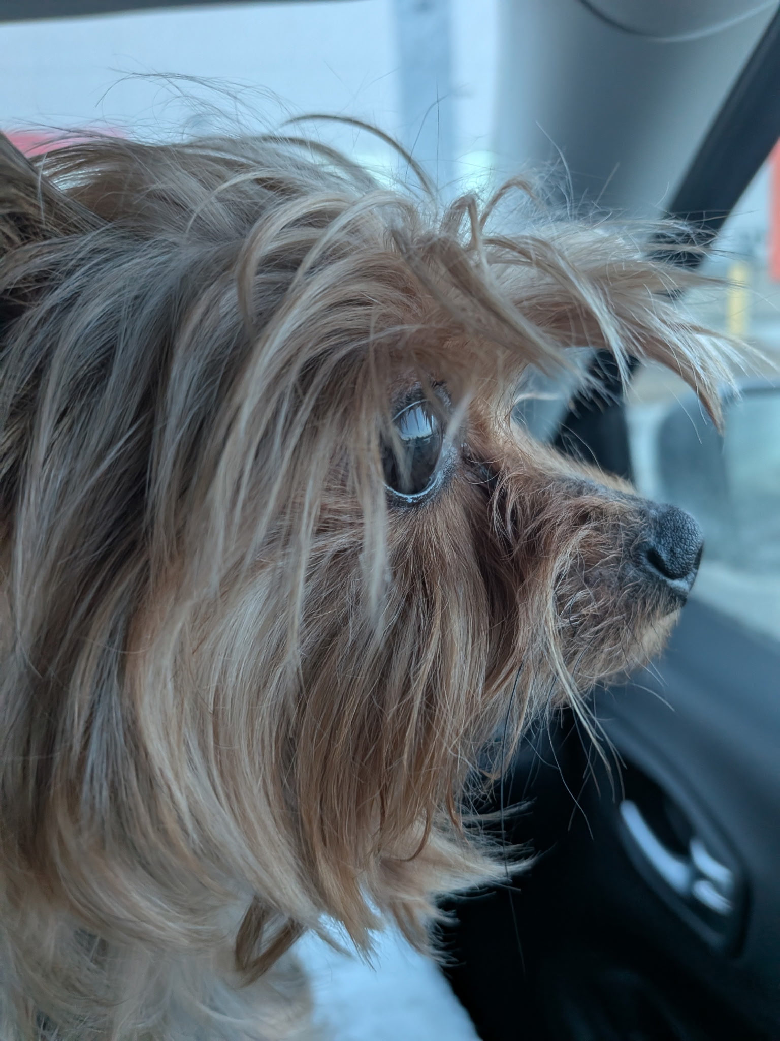 Photo of Yorkie Yorkshire terrier stud service 