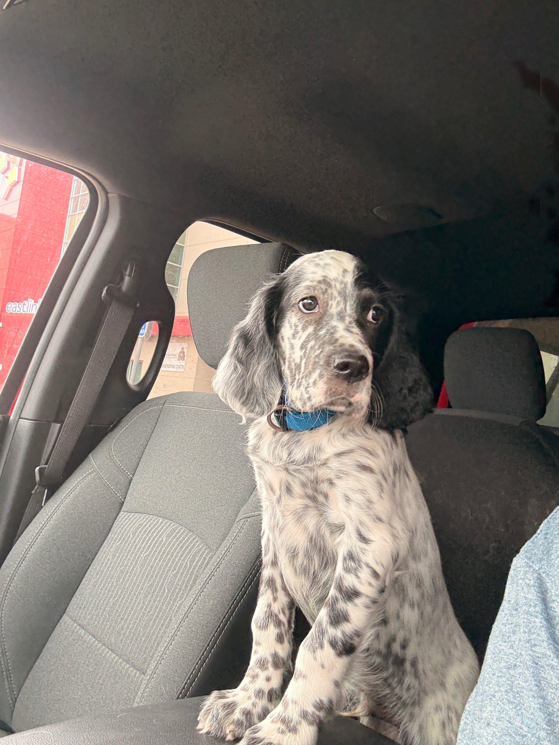 Photo of English setter dog