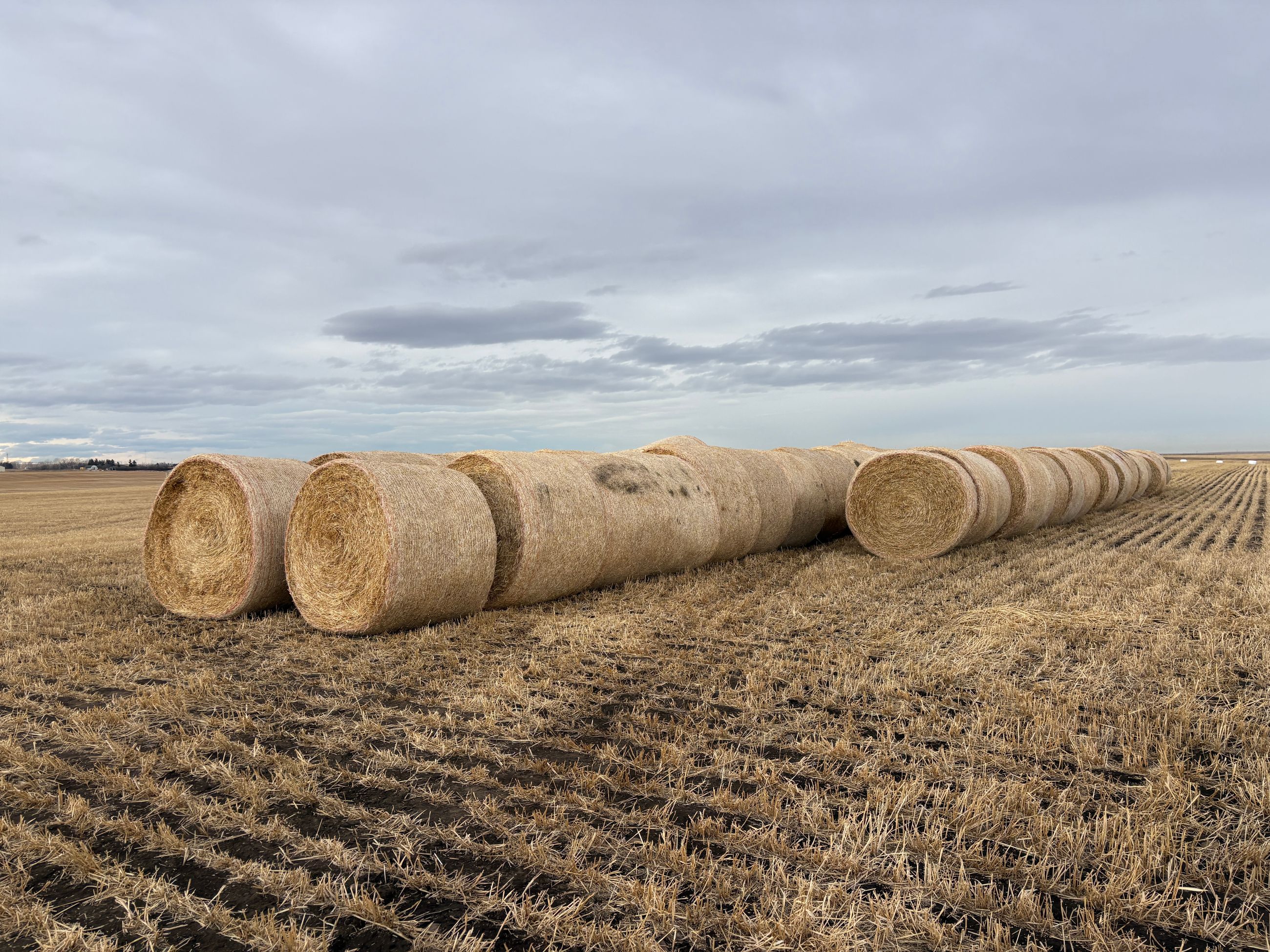 Photo of Straw Bales For Sale
