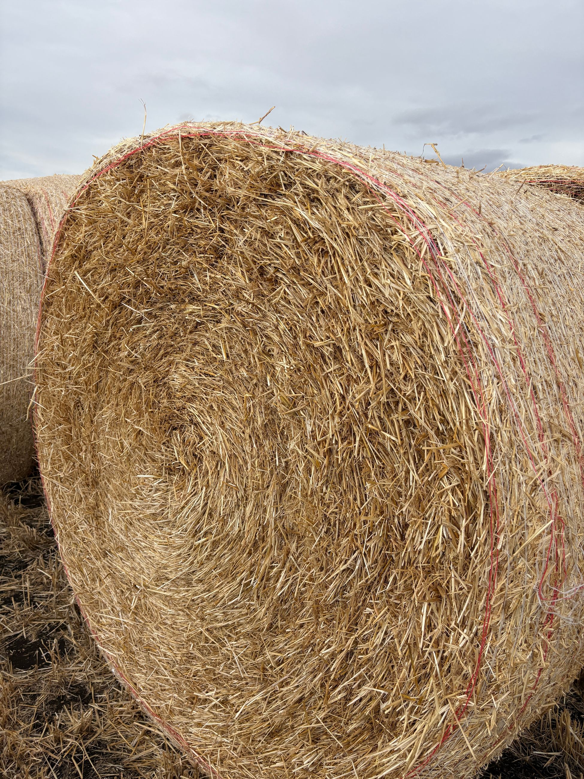 Photo of Straw Bales For Sale