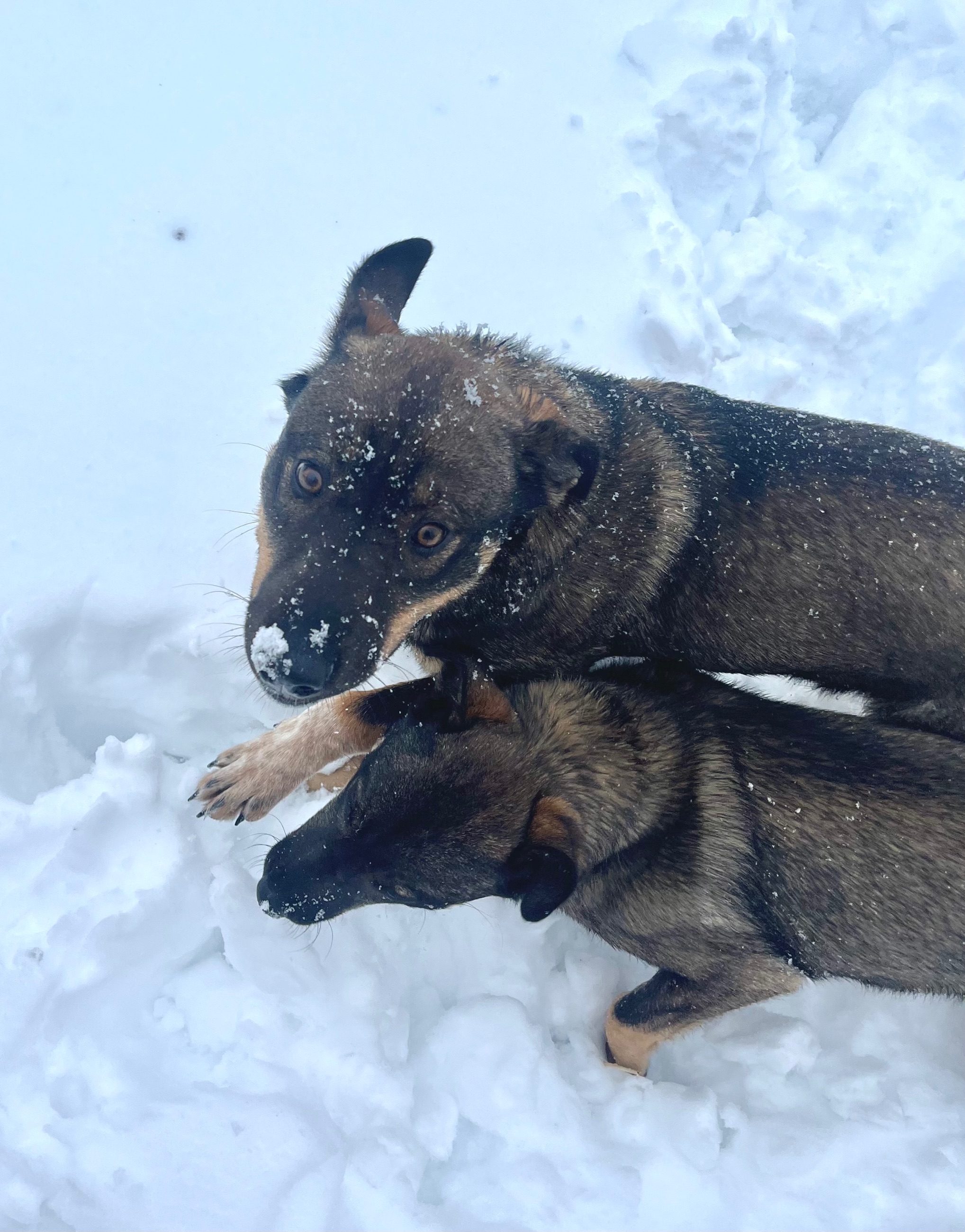 Photo of German Shepherd X pups