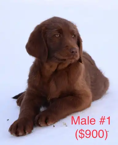 Photo of Labradoodle Puppies!!