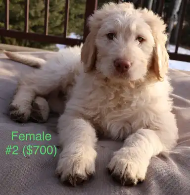 Photo of Labradoodle Puppies!!