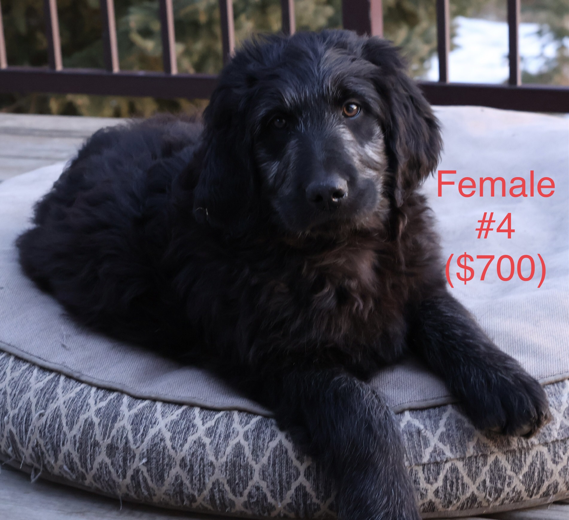 Photo of Labradoodle puppies!!!:)