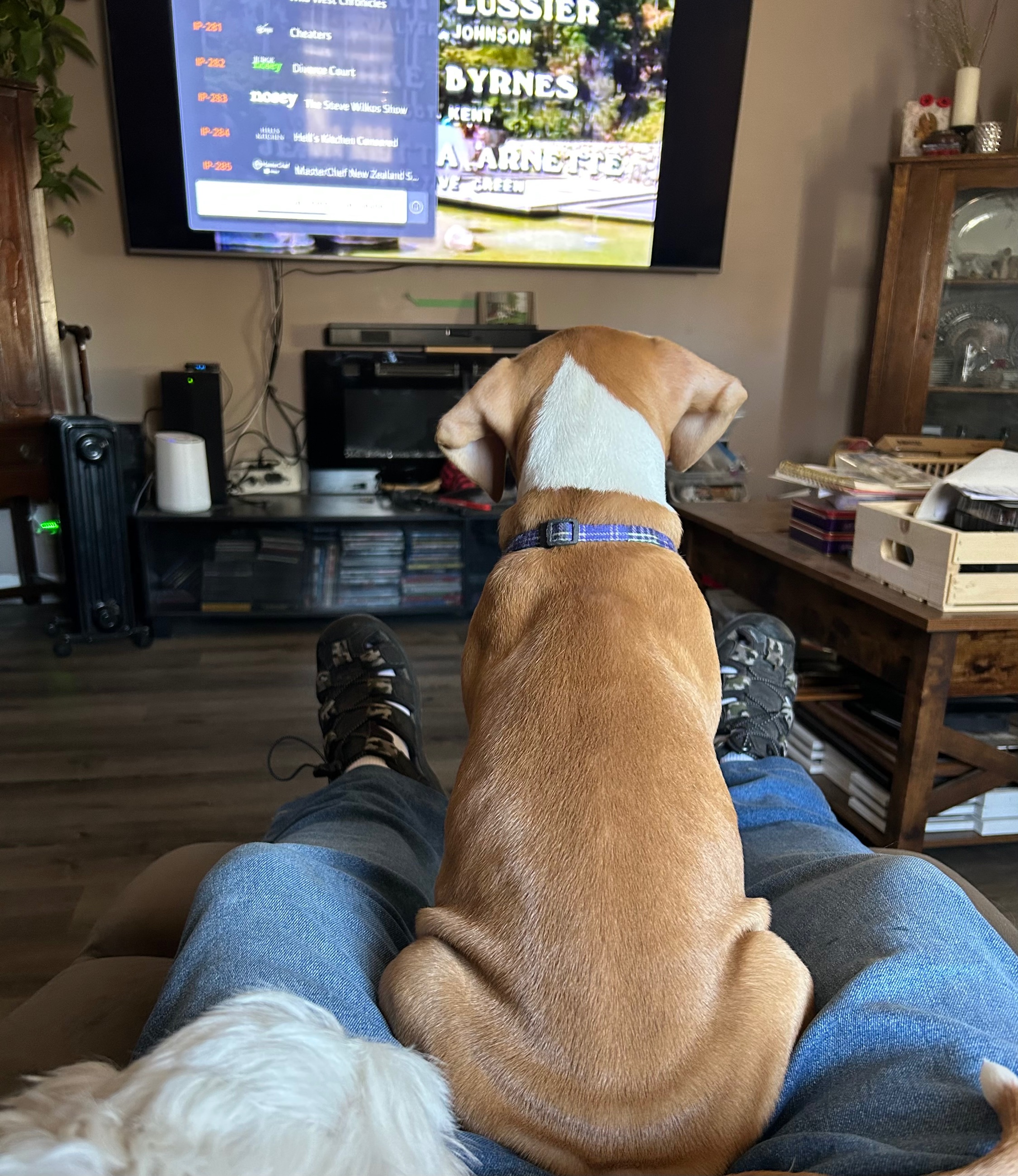 Photo of Re Home Pit Bull 