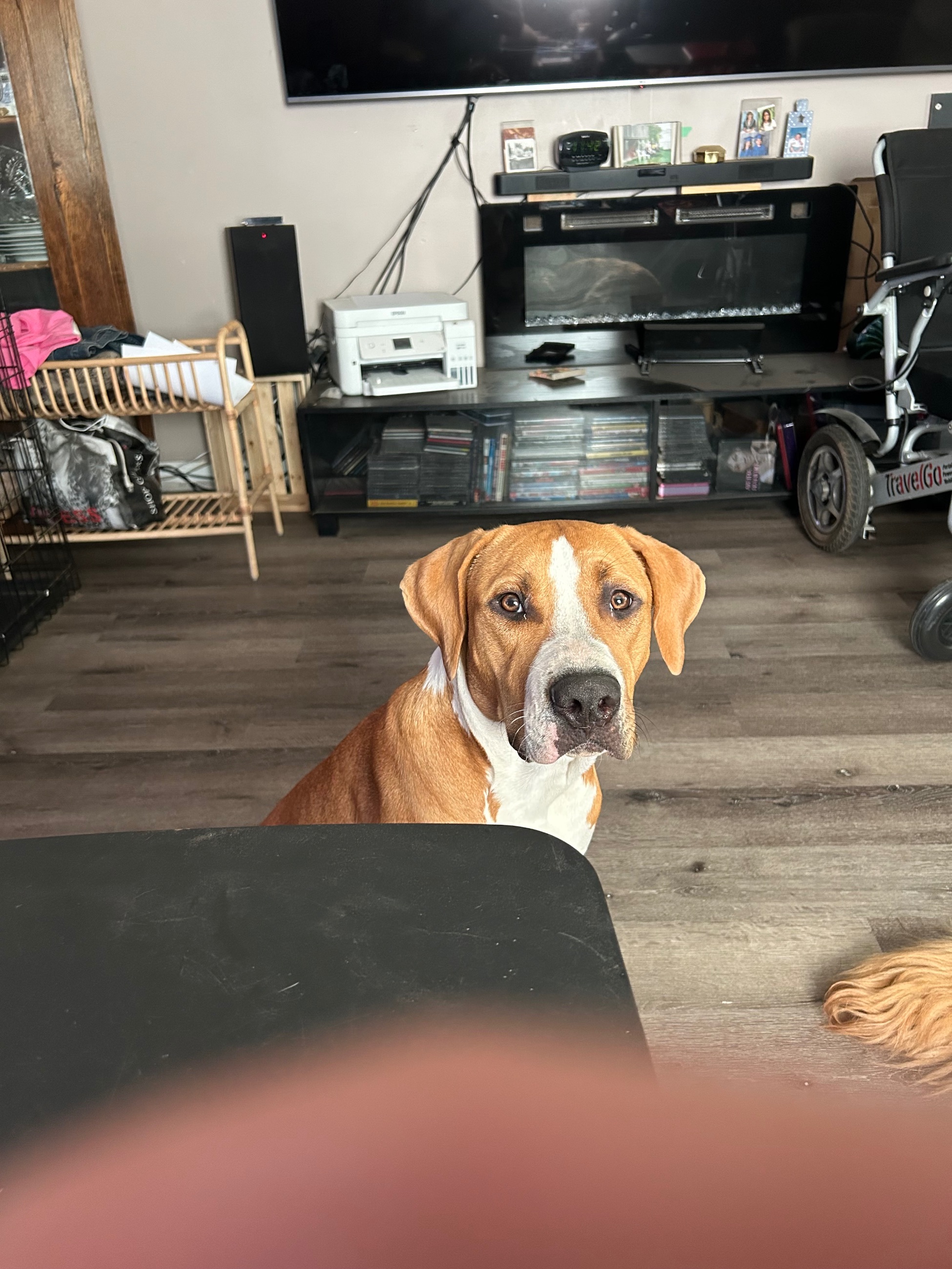 Photo of Re Home Pit Bull 