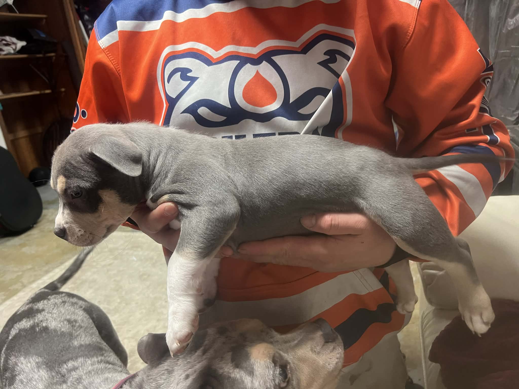 Photo of Puppy available 