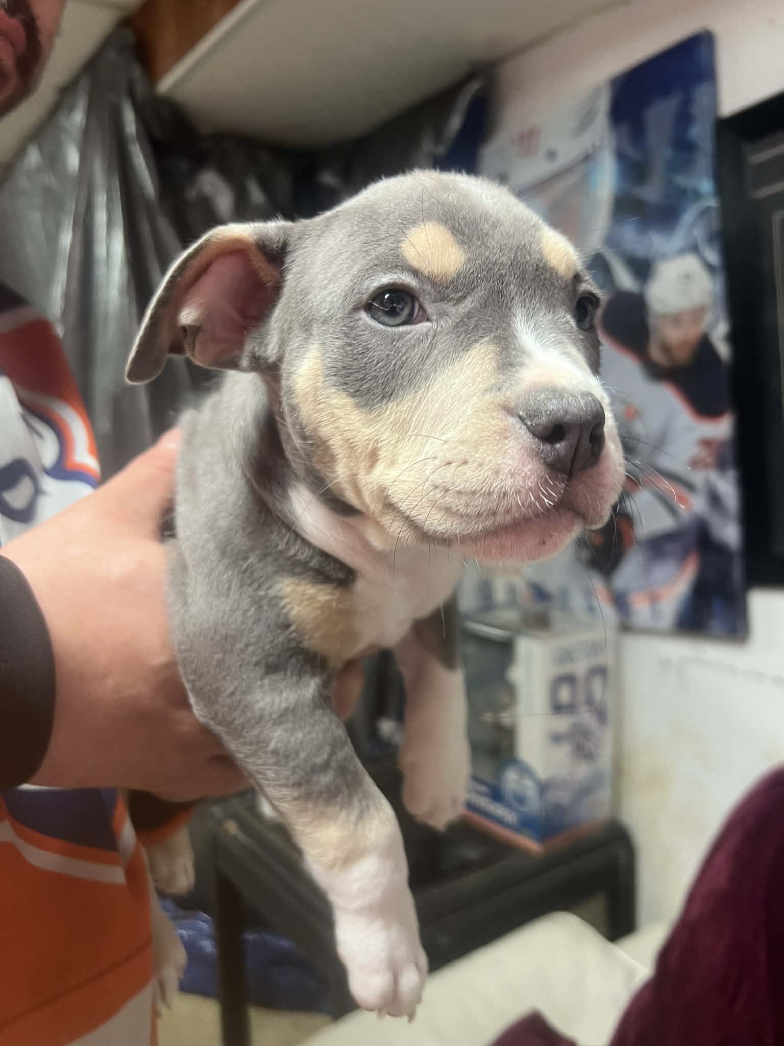 Photo of Puppy available 