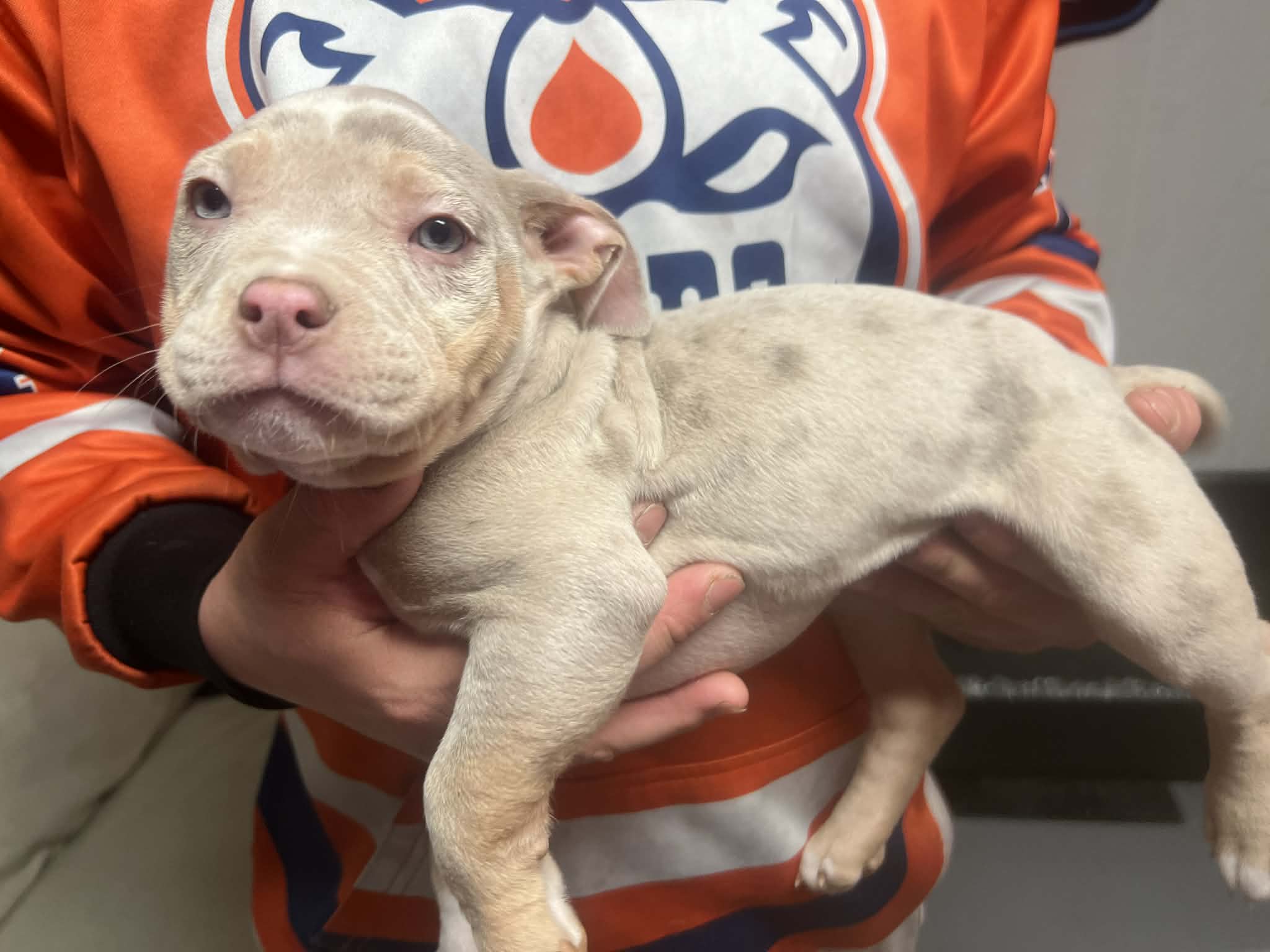 Photo of Puppy available 