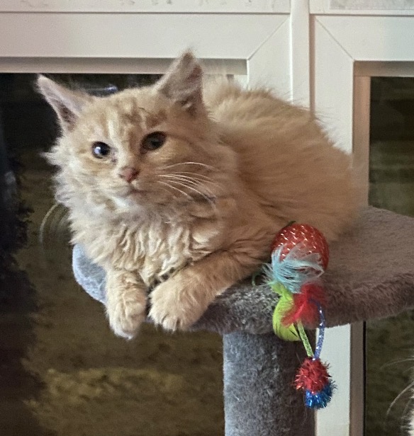 Photo of Female kitten to give away