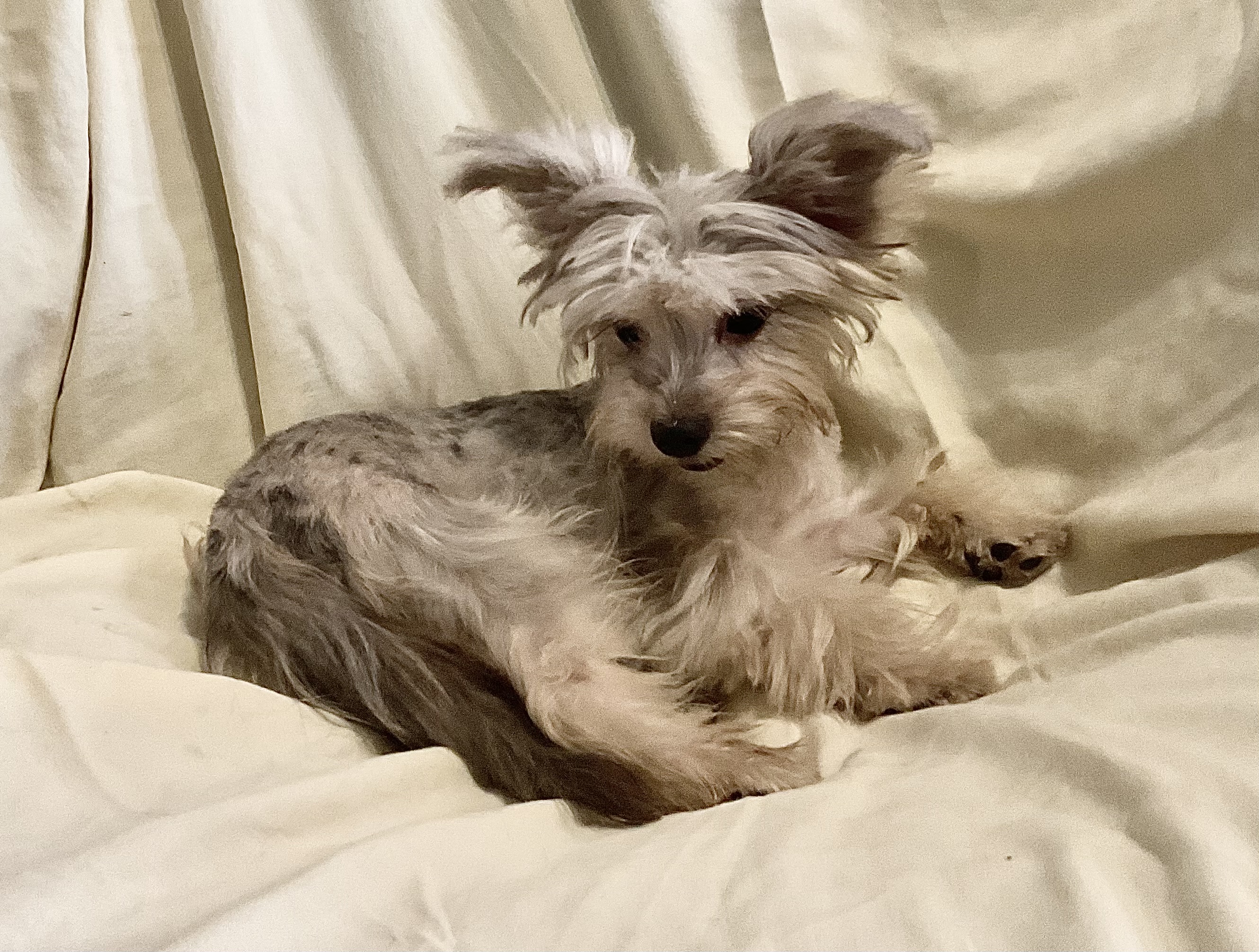 RARE SILVER & CREAM MERLE YORKIE BOY - 4 - 1771186995966_IMG_2992