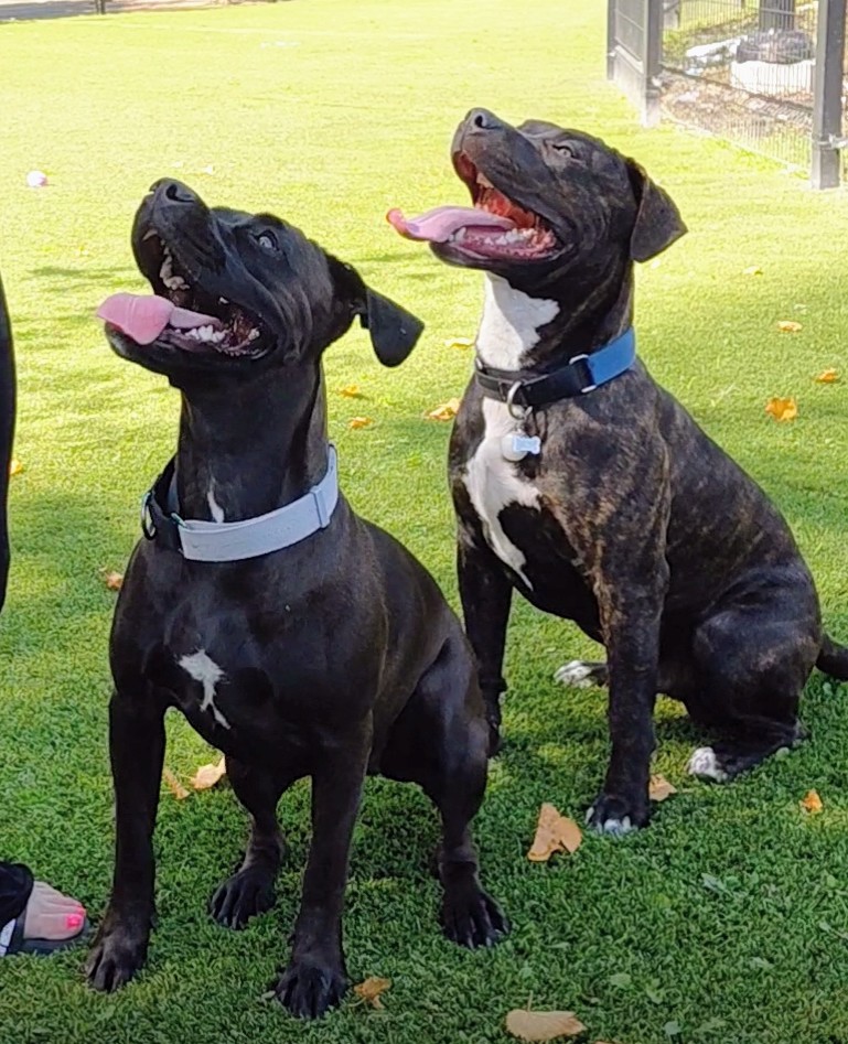 Photo of 🐾 Bosss Bullies Puppies – Don't miss out! 🐾