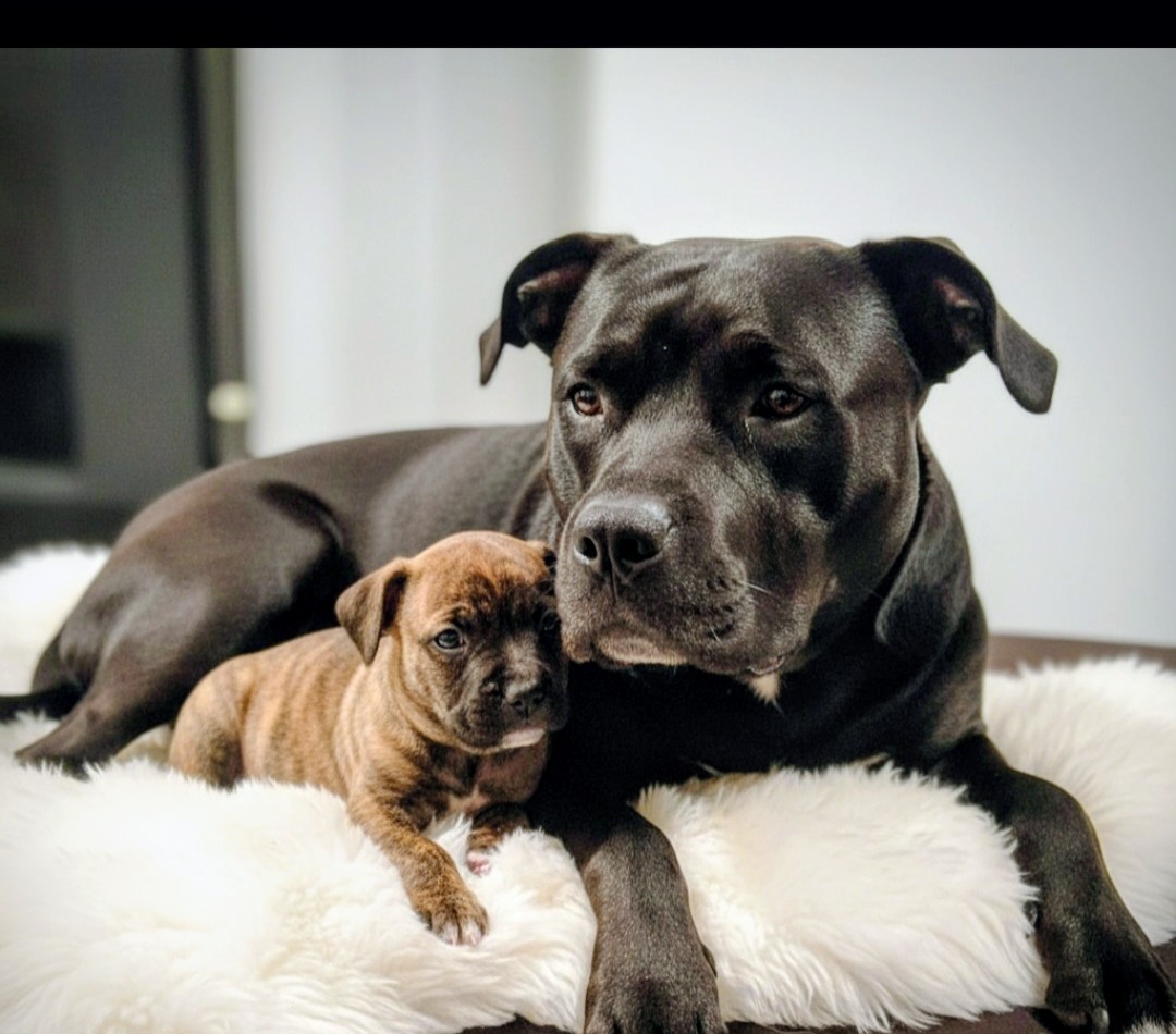 Photo of 🐾 Bosss Bullies Puppies – Don't miss out! 🐾