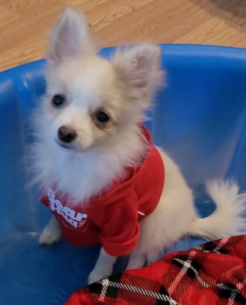 Photo of 3 females, 1 male Pomeranian/Chines Crested Puppies $500.00 ready now