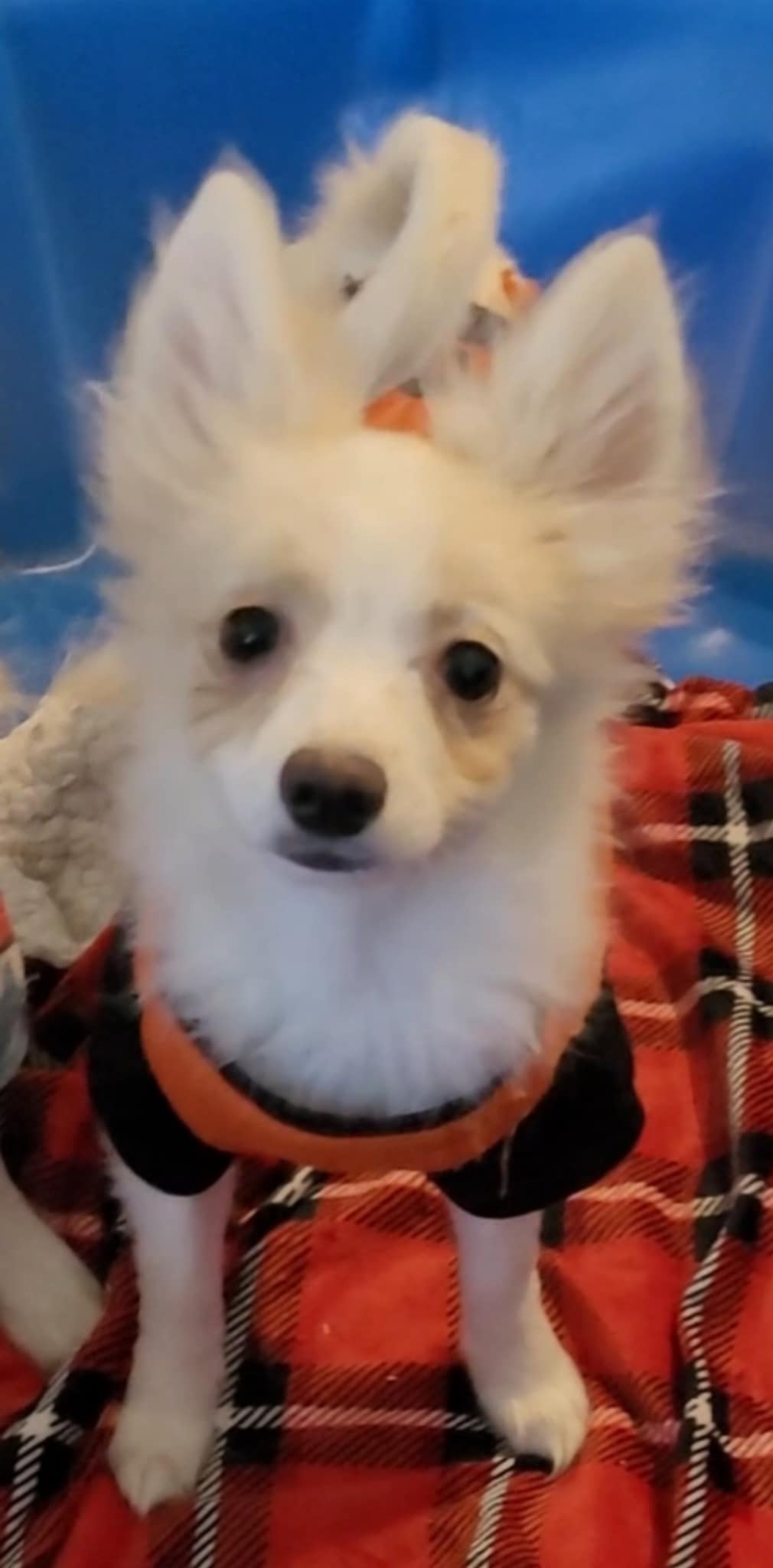 Photo of 3 females, 1 male Pomeranian/Chines Crested Puppies $500.00 ready now