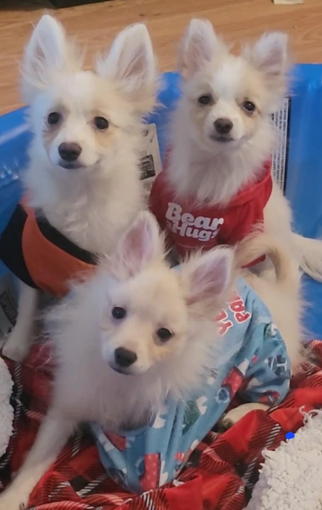 Photo of 3 females, 1 male Pomeranian/Chines Crested Puppies $500.00 ready now