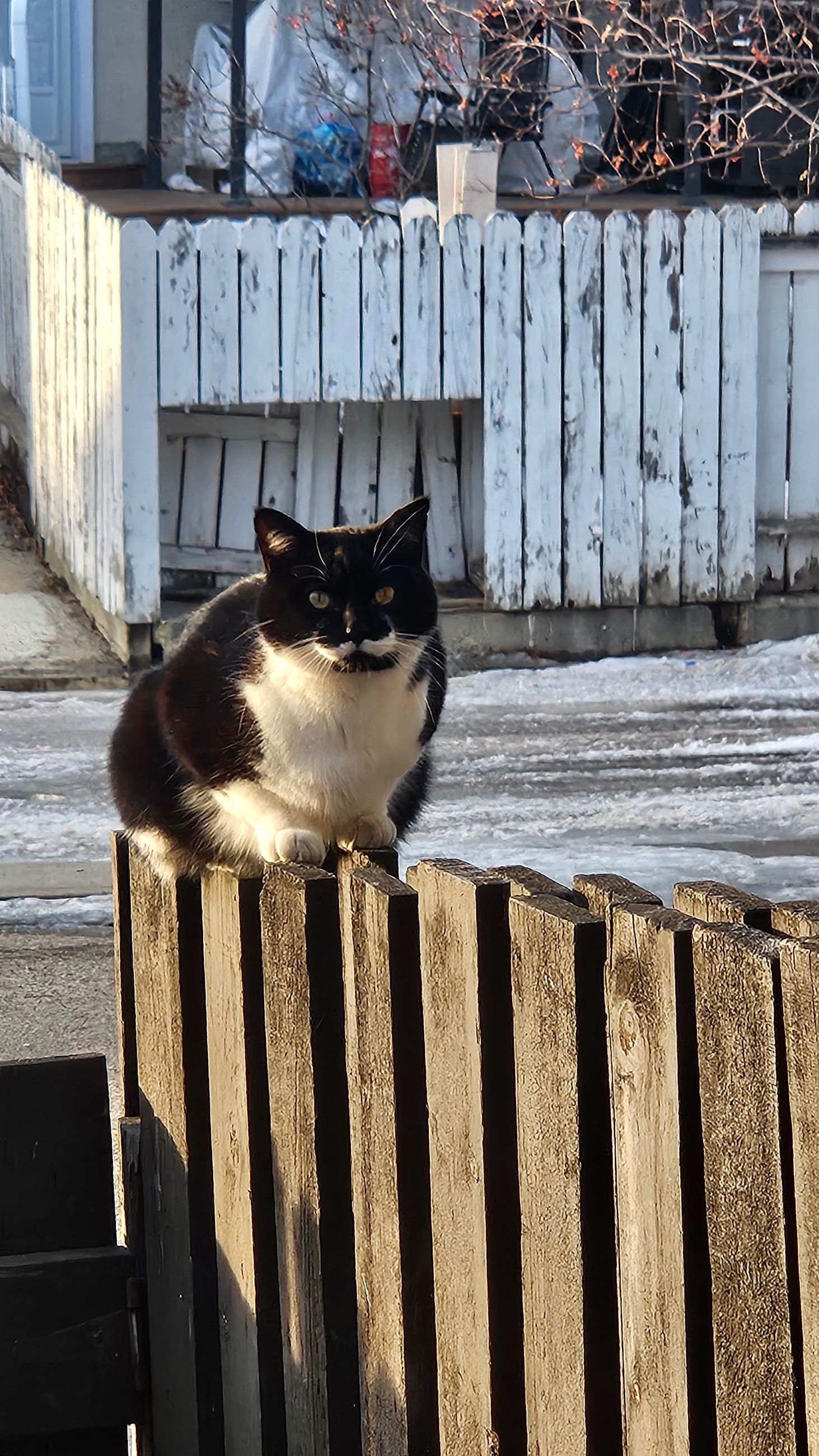 Photo of Free male cat