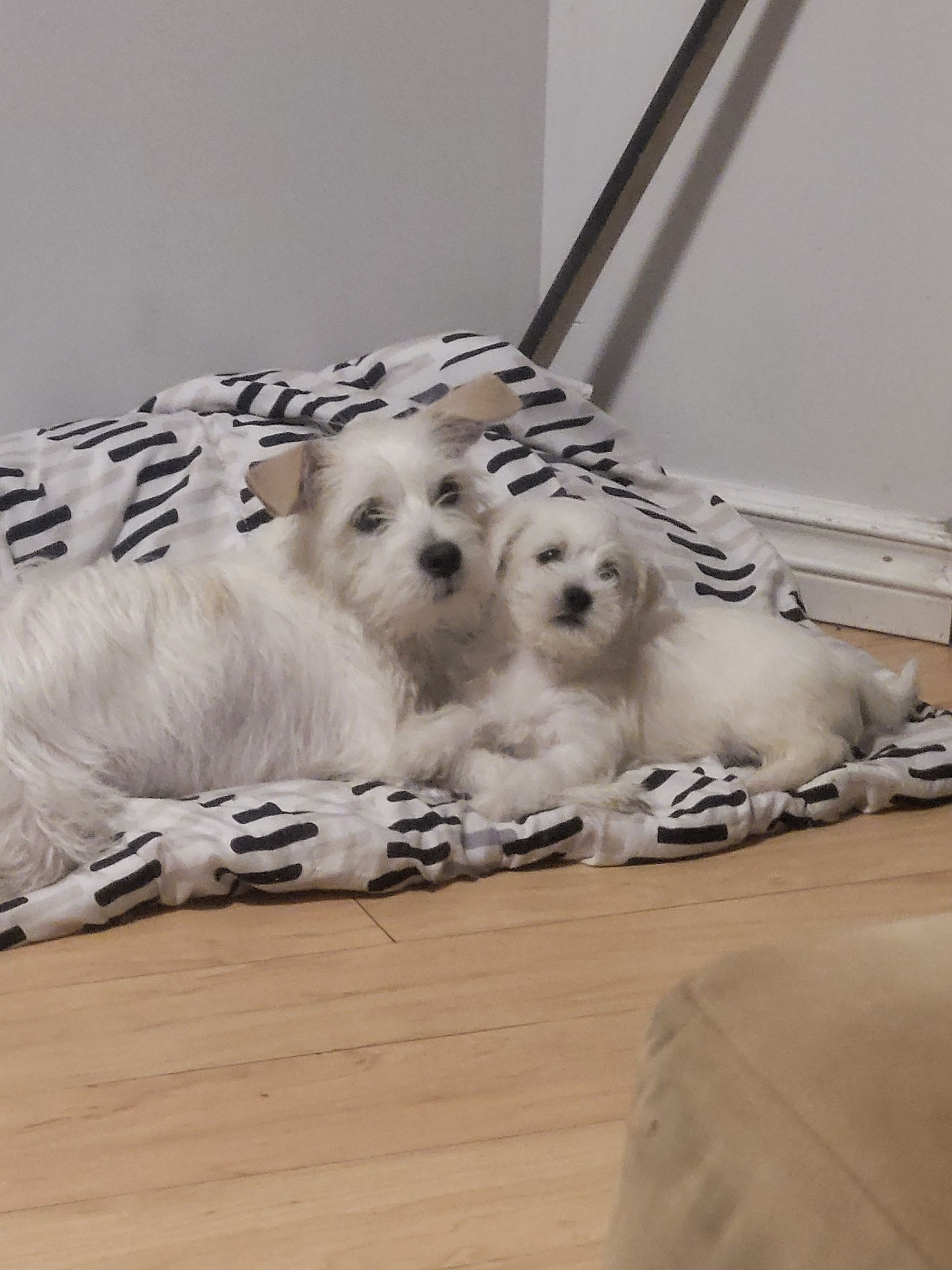 Photo of Female West Highland Westie for sale