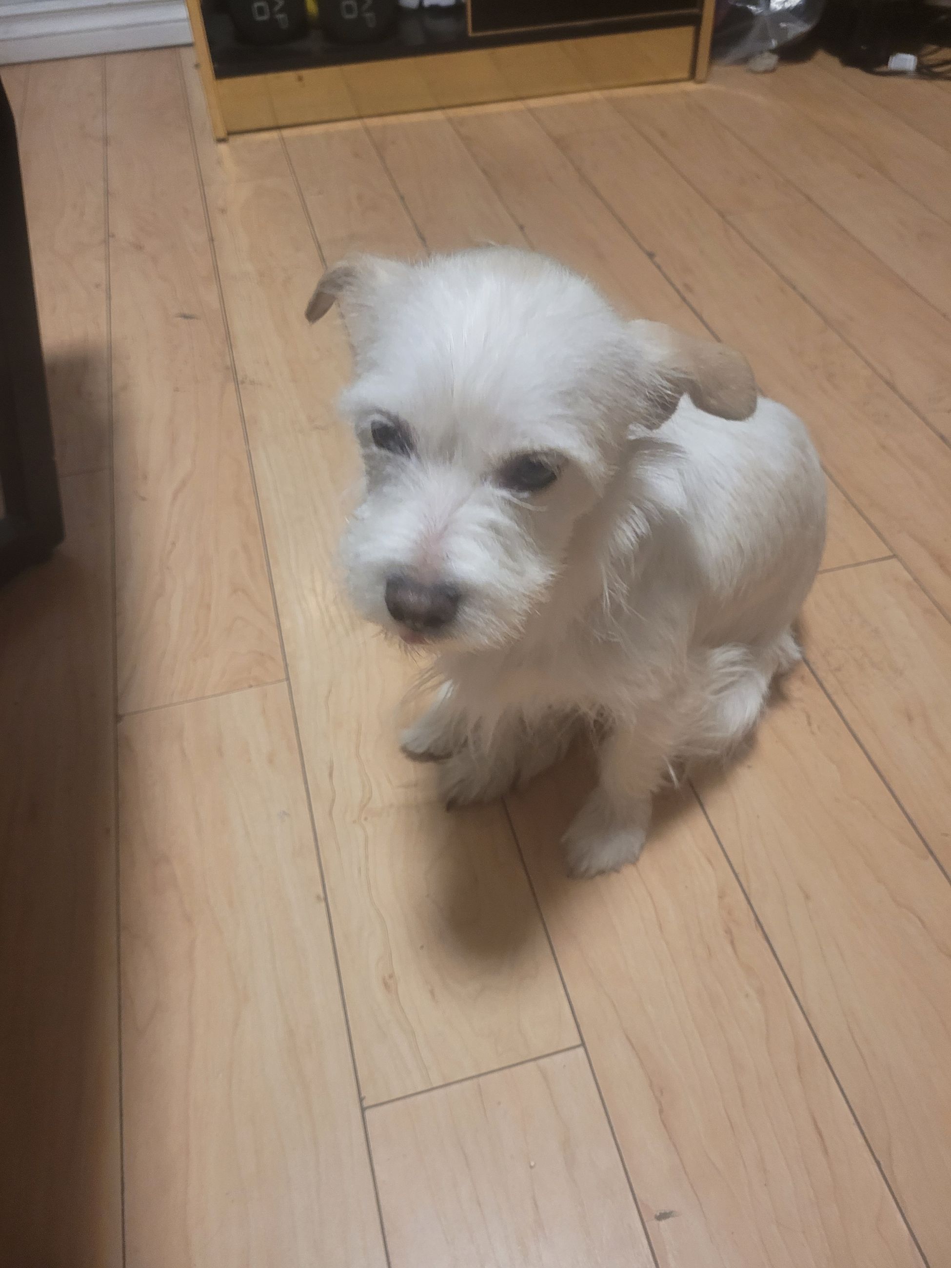 Photo of Male West Highland Westie mixed with Jack Russell puppy for sale