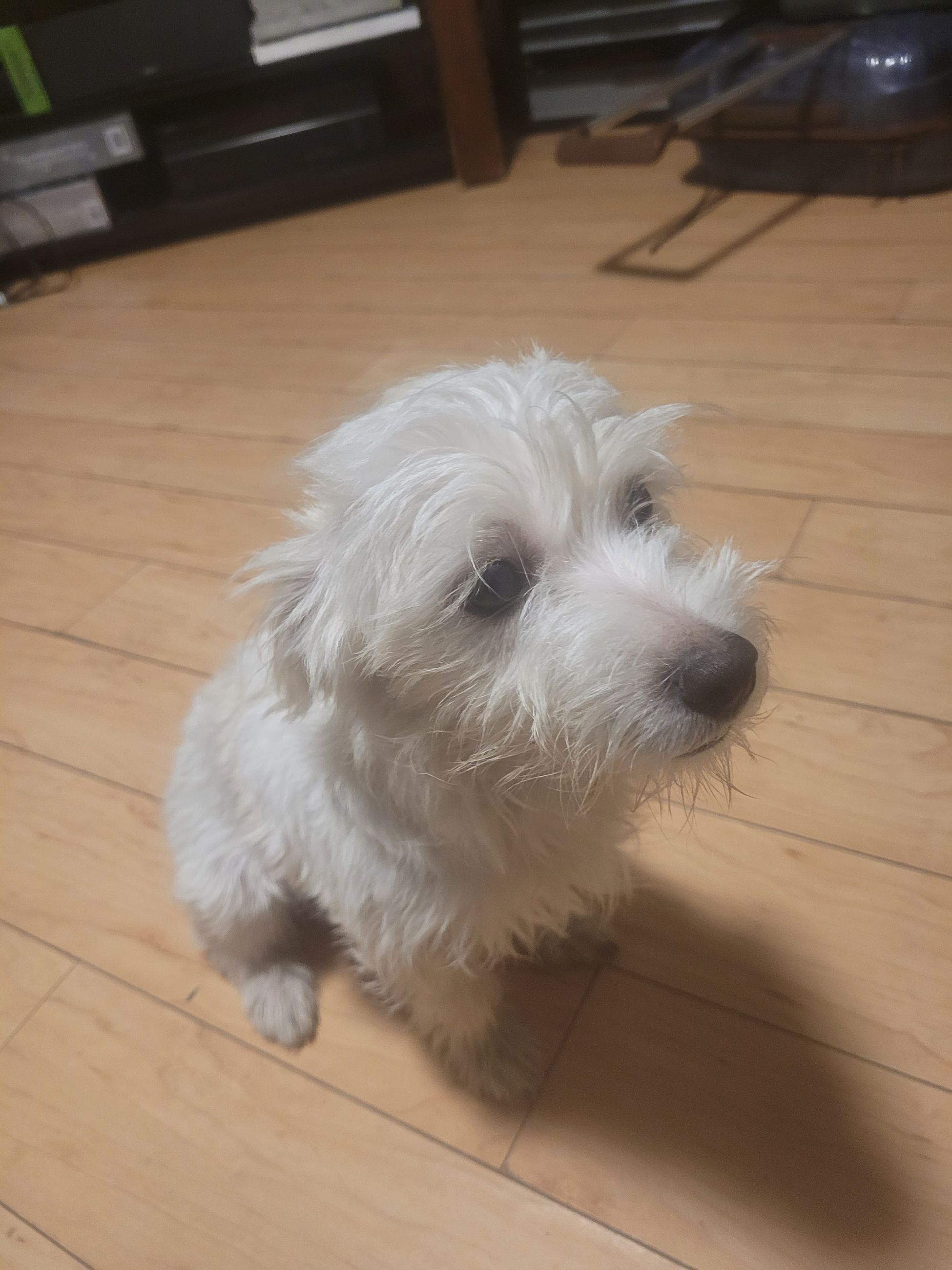 Photo of Male West Highland Westie mixed with Jack Russell puppy for sale