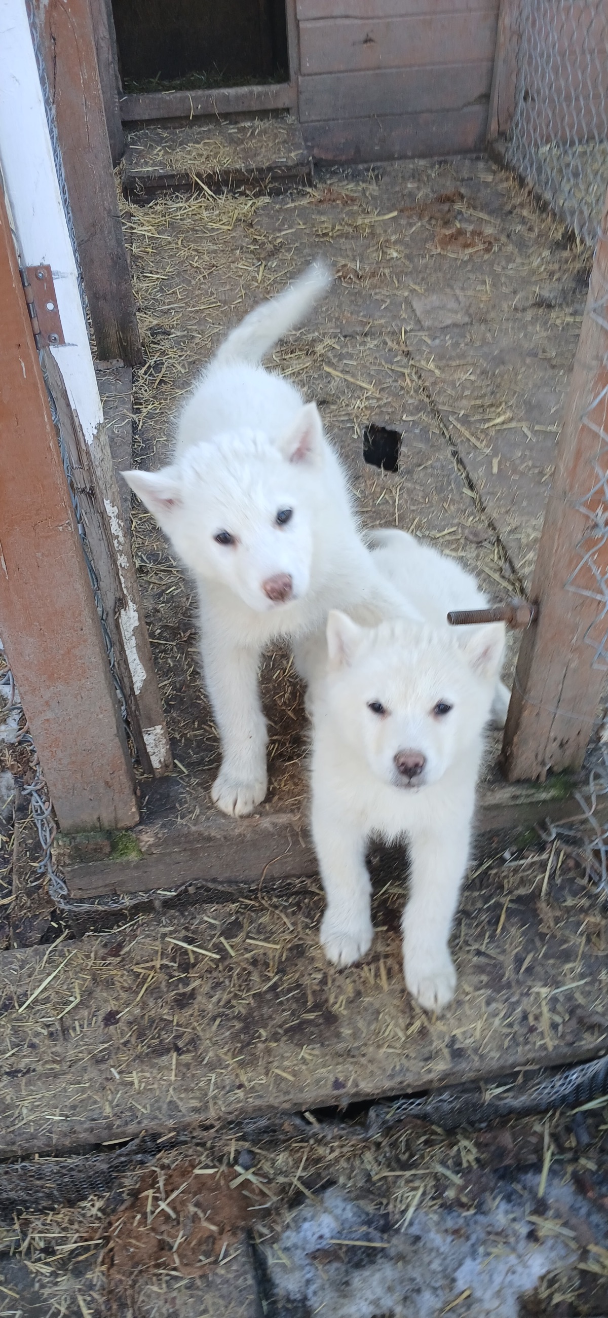 Photo of Purebred Alaskan Malamute Pups