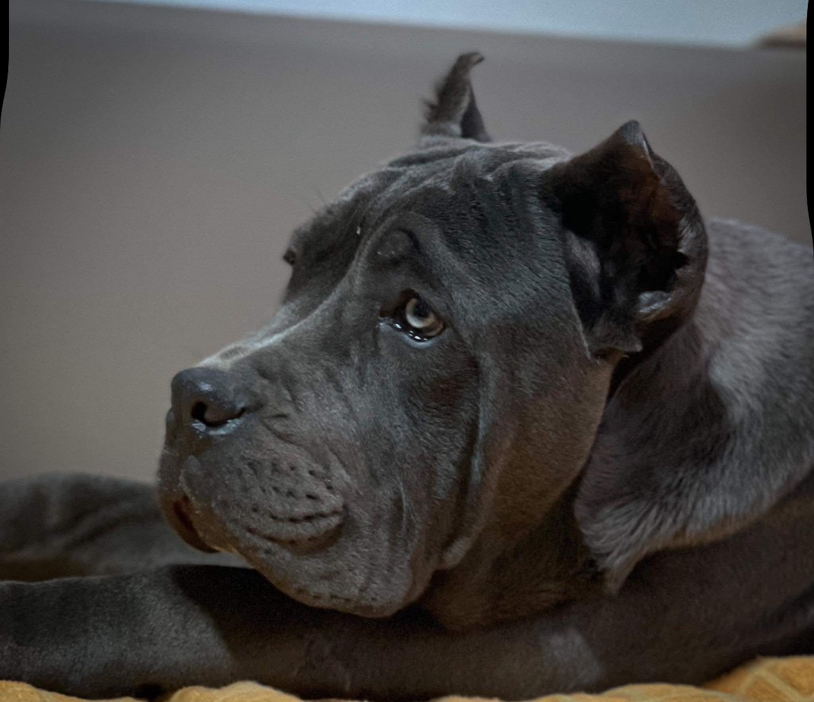 Photo of Cane corso for stud 