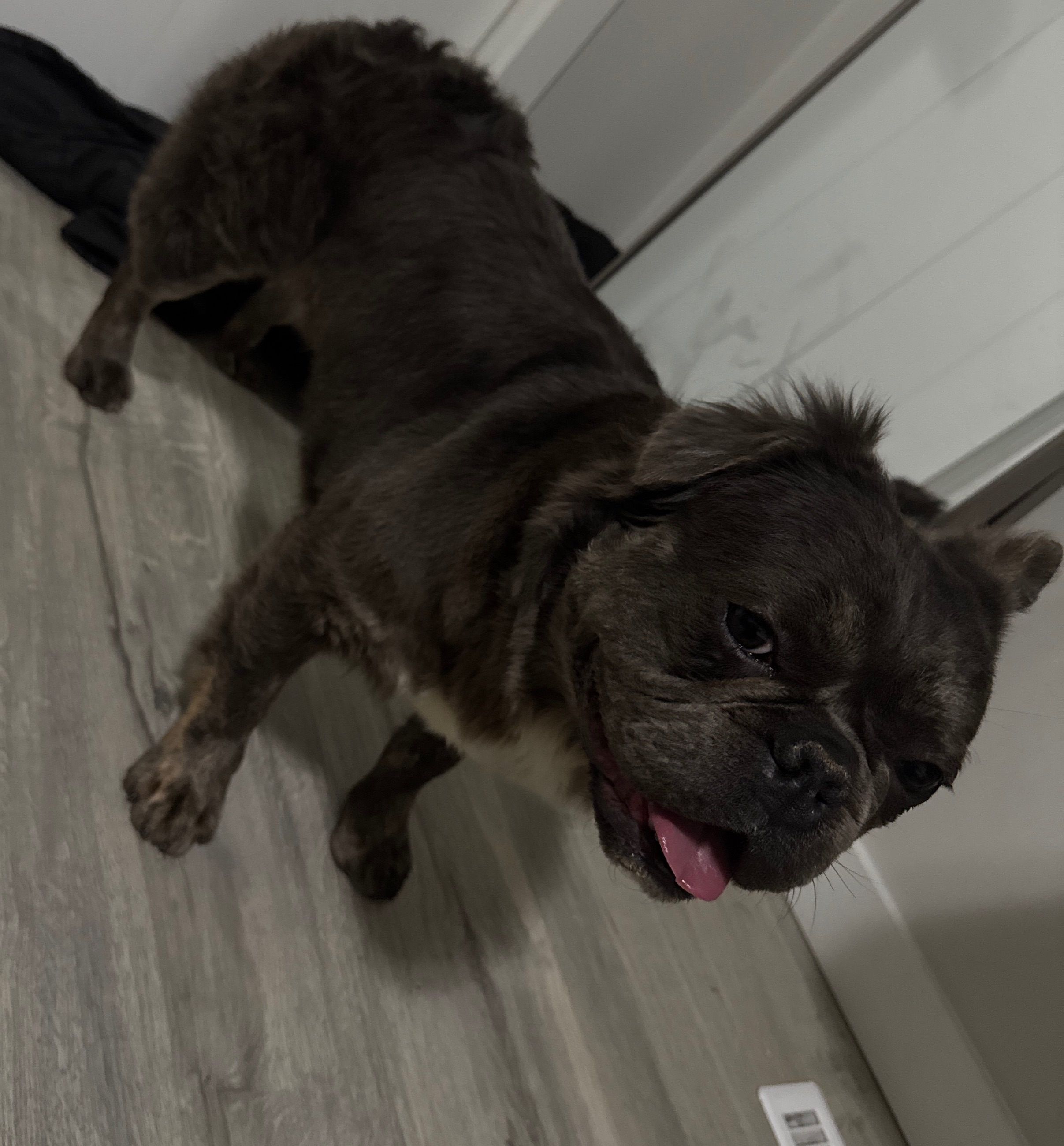 Photo of Fluffy French Bulldog