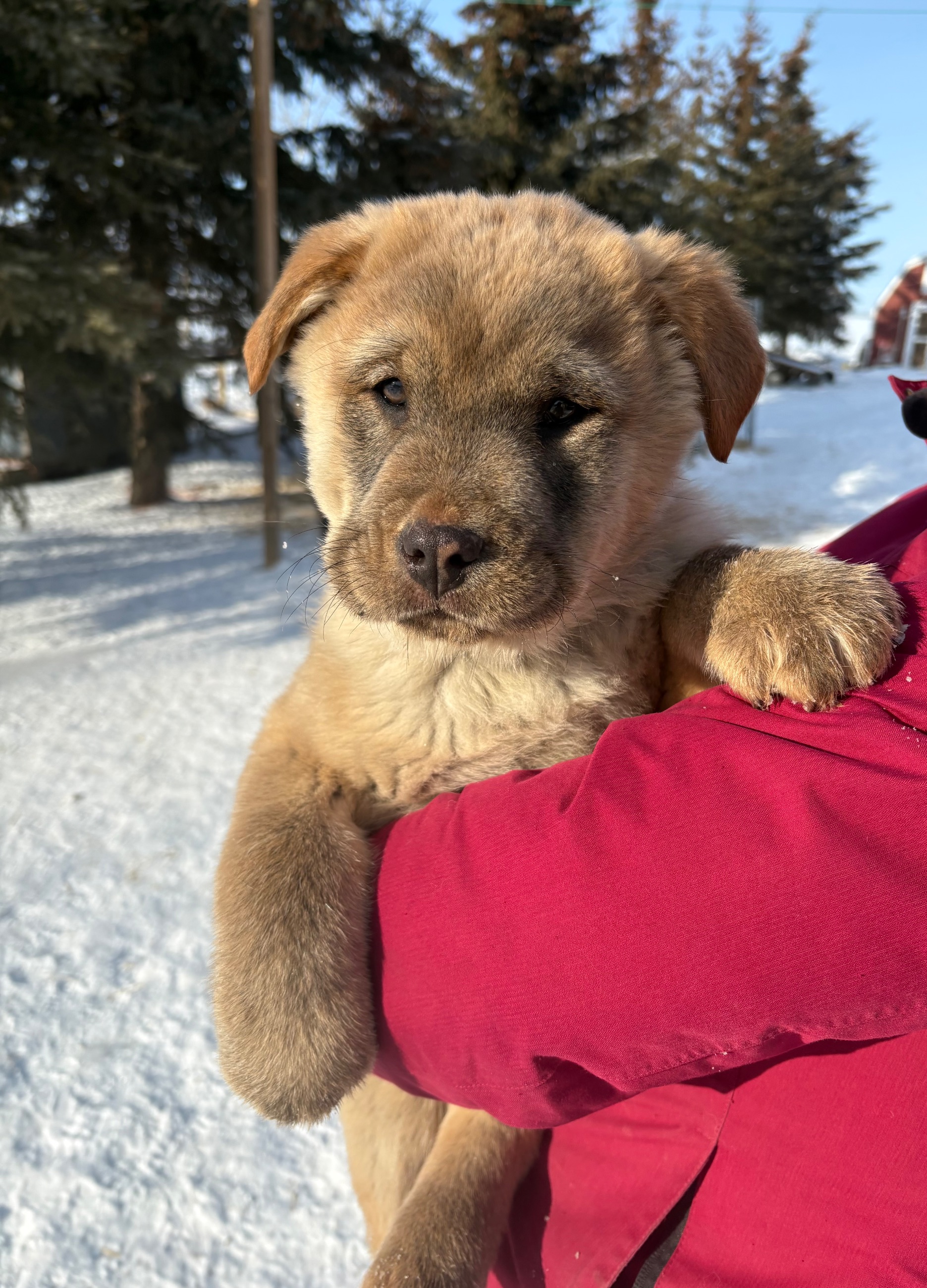 Photo of Puppies for sale.