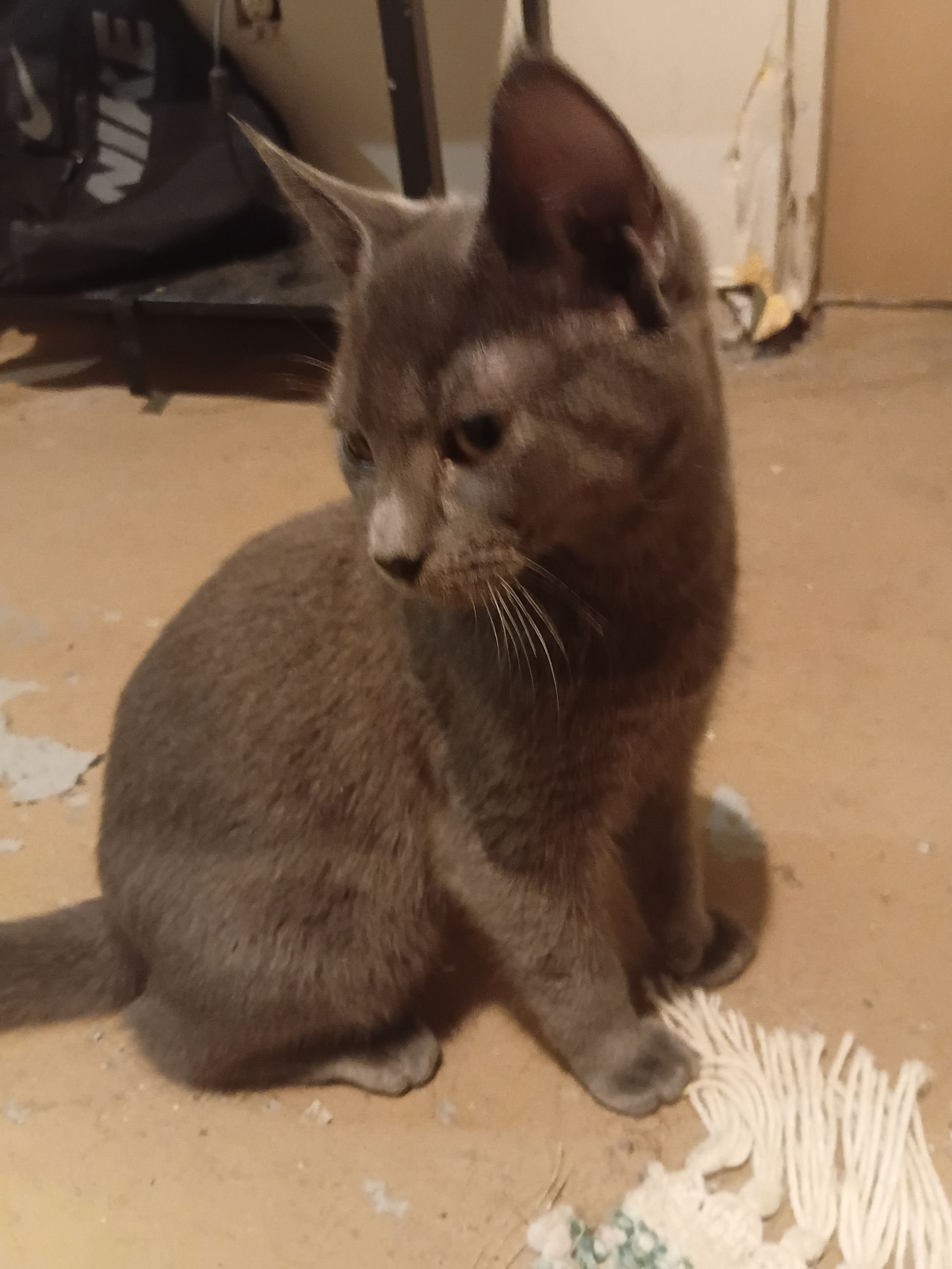 Photo of Russian blue kitten 