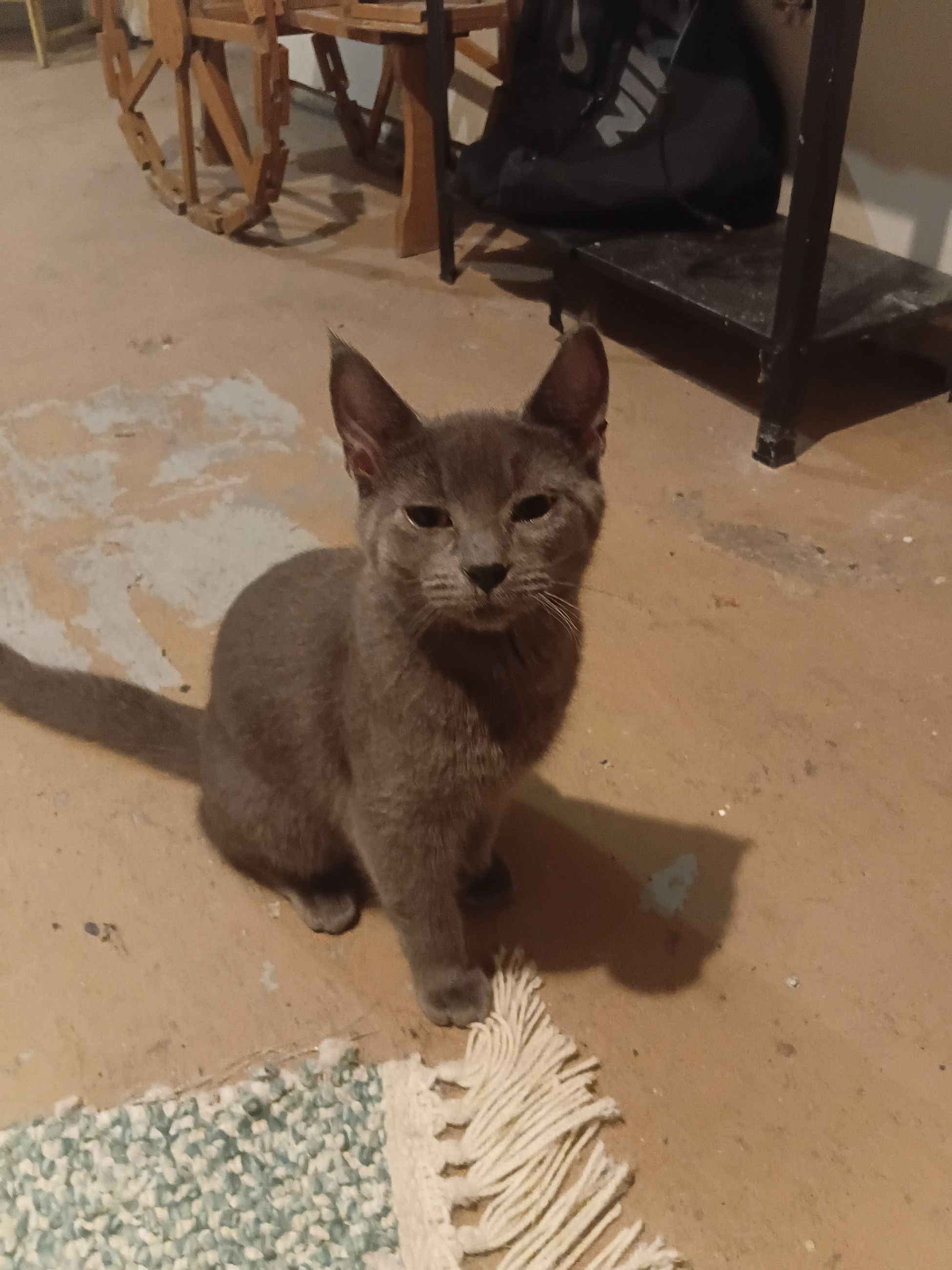 Photo of Russian blue kitten 