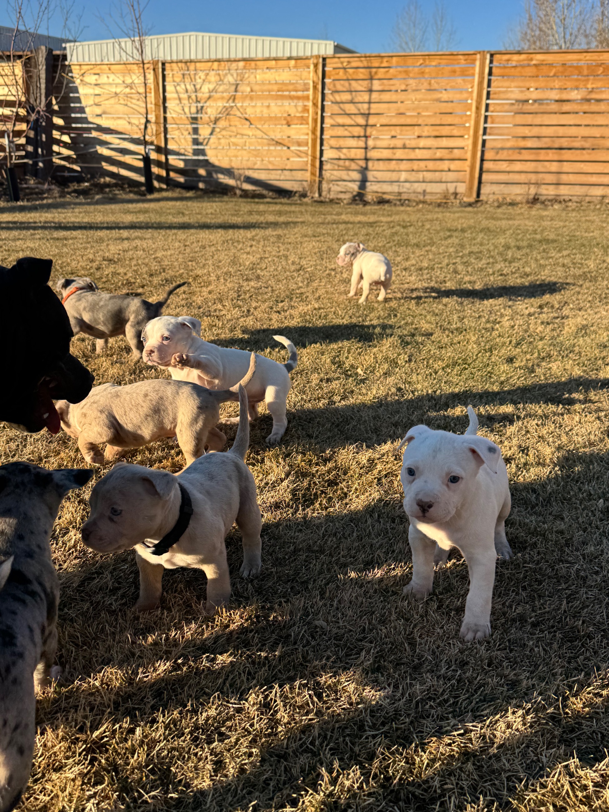 Photo of American bully puppies Surrey