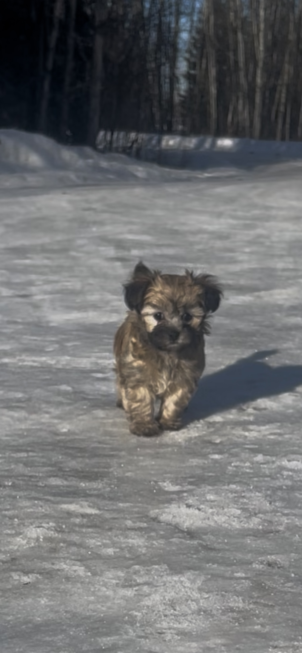 Photo of Adorable Havashu Puppies 