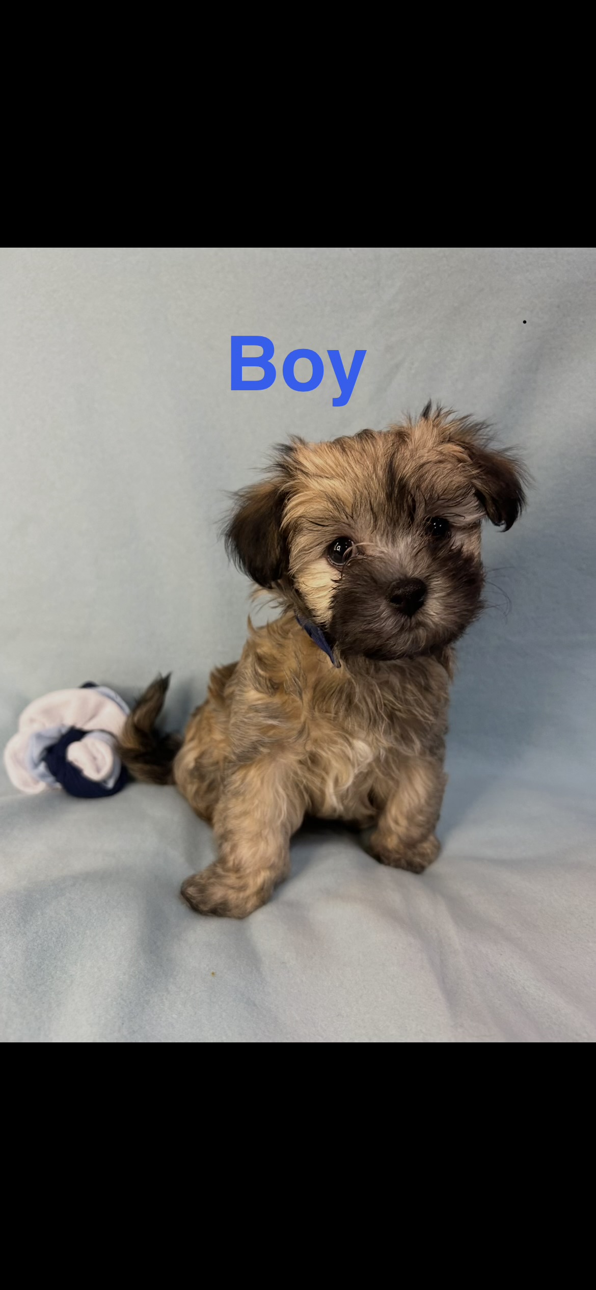 Photo of Adorable Havashu Puppies 