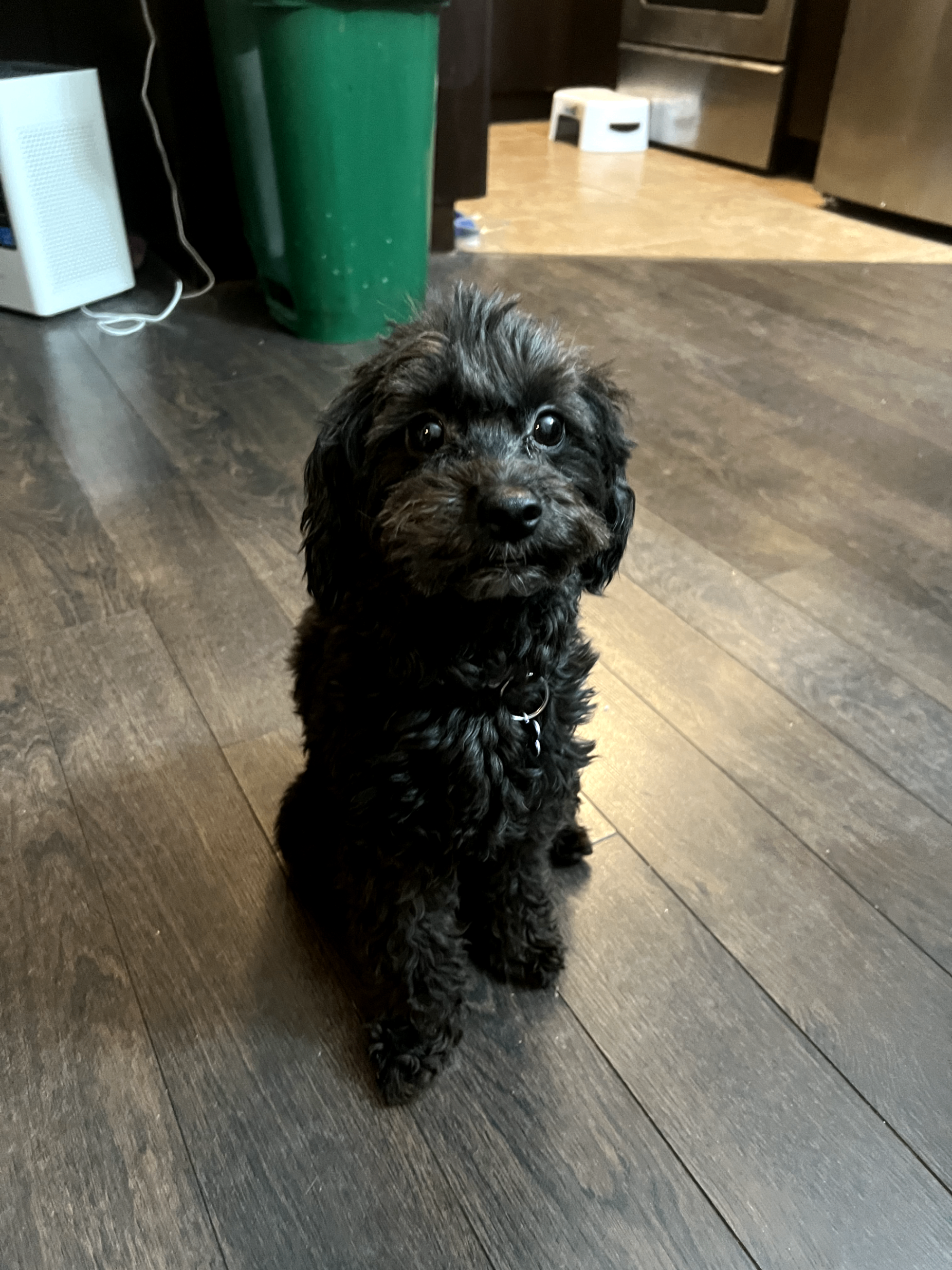 Photo of Poodle dog 3yrs old/ neutered/trained. Potty outside, super friendly