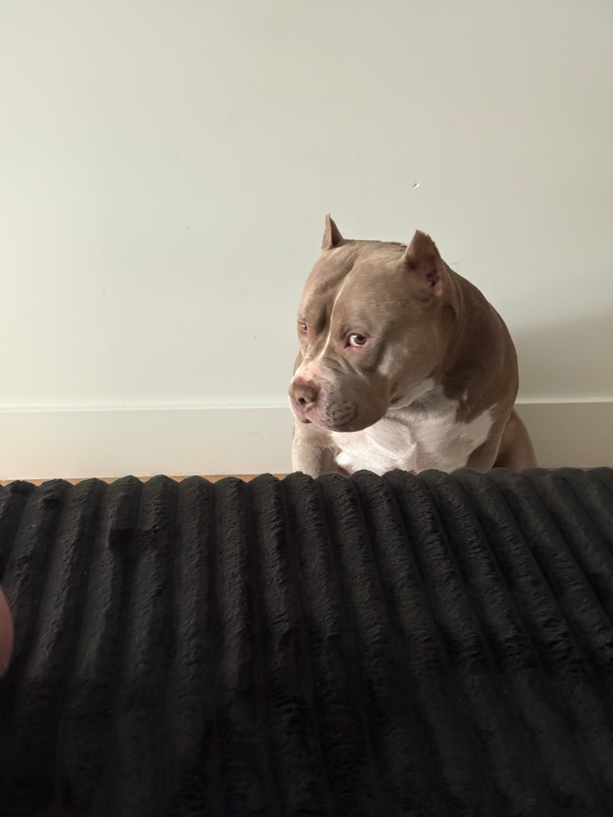 Photo of Pocket Bully female, five years old