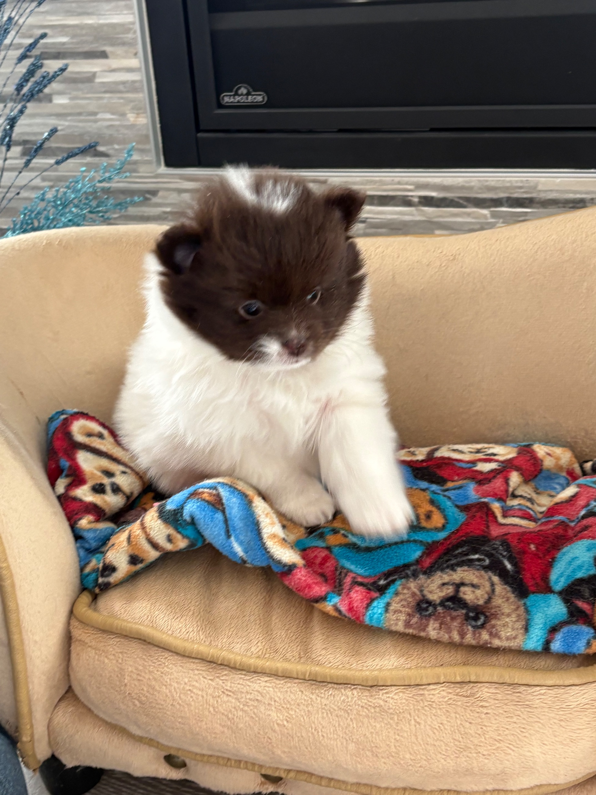 Photo of Pomeranian puppies