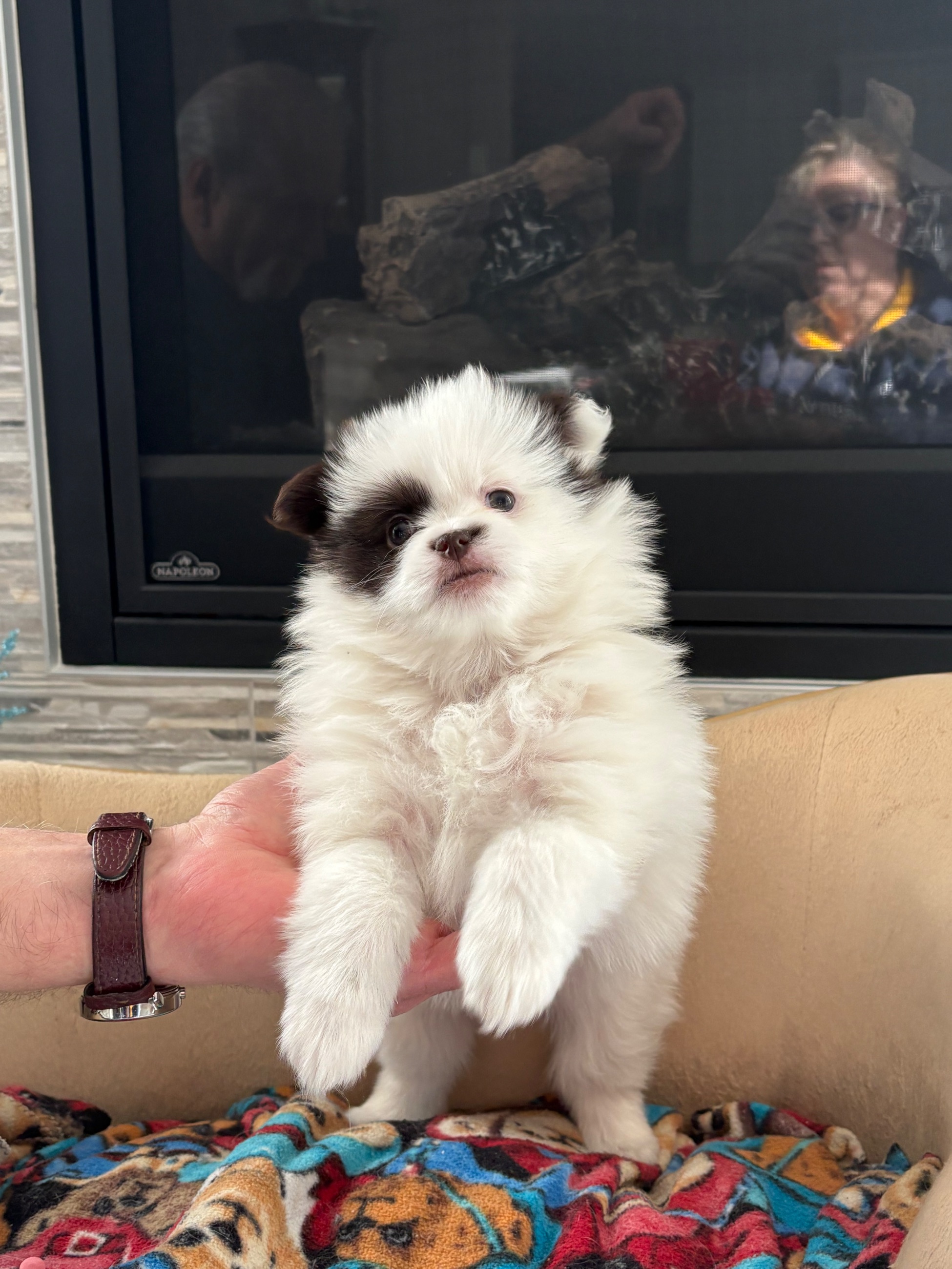 Photo of Pomeranian puppies