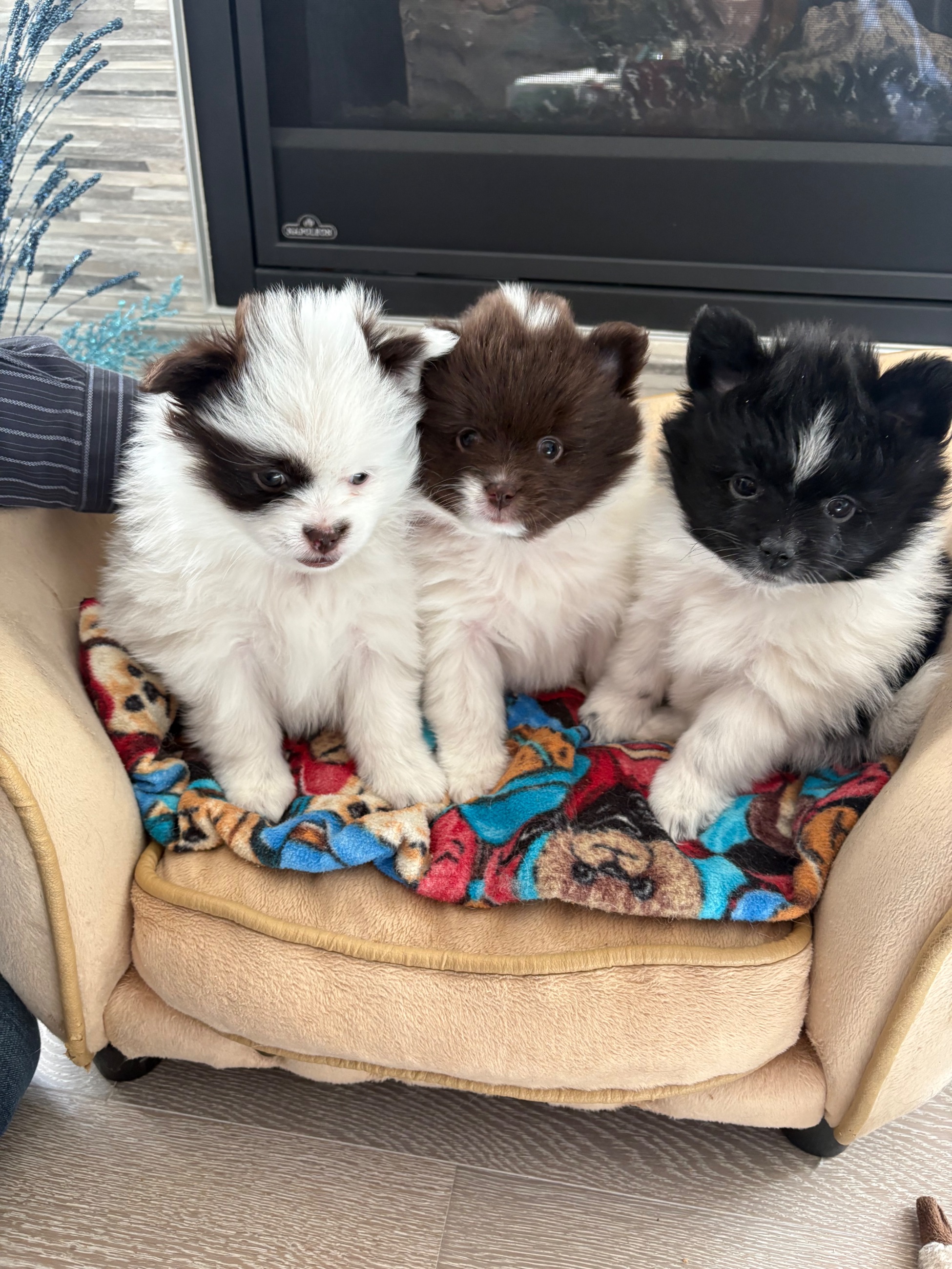 Photo of Pomeranian puppies