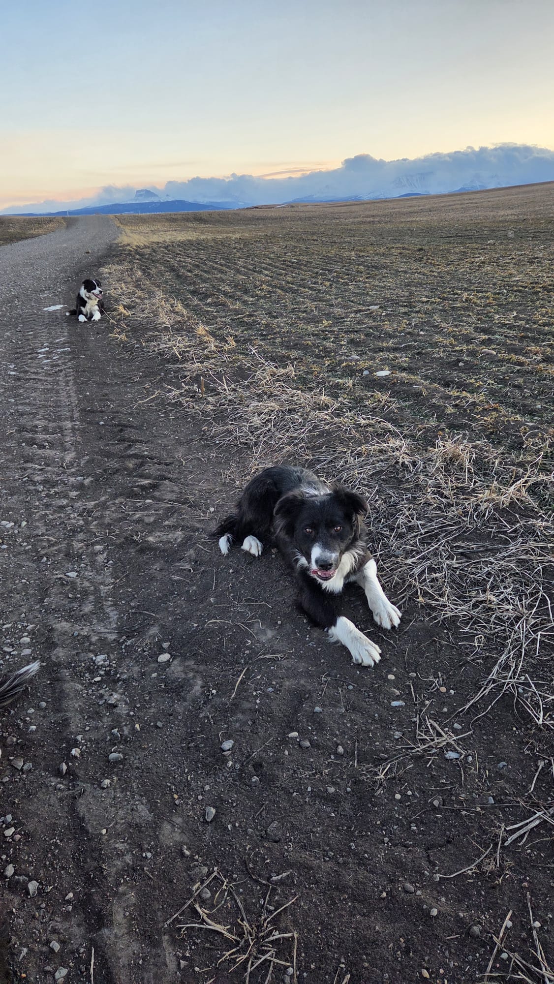 Photo of Grade collie 