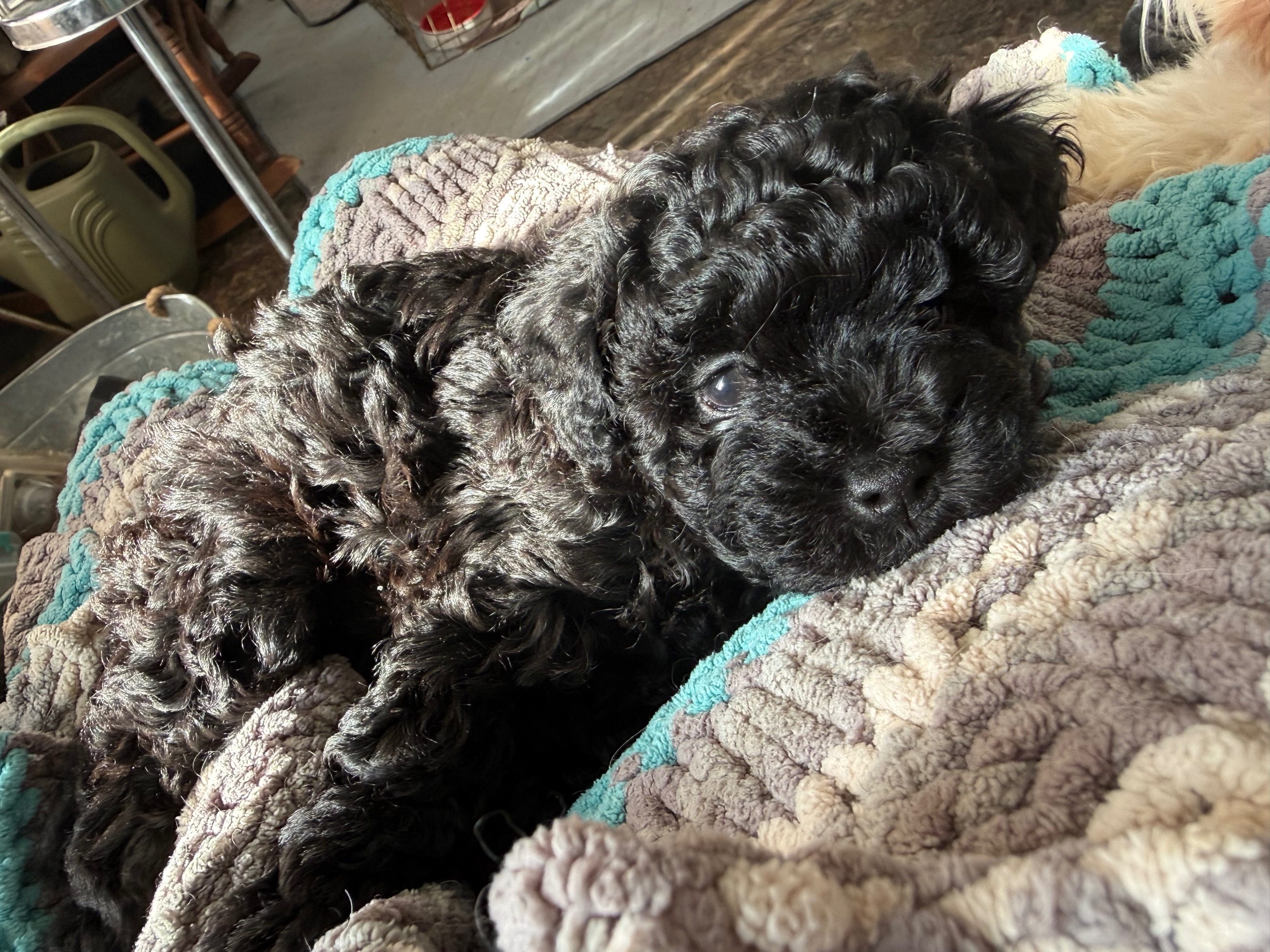 Photo of Maltihavapoo female ready now!