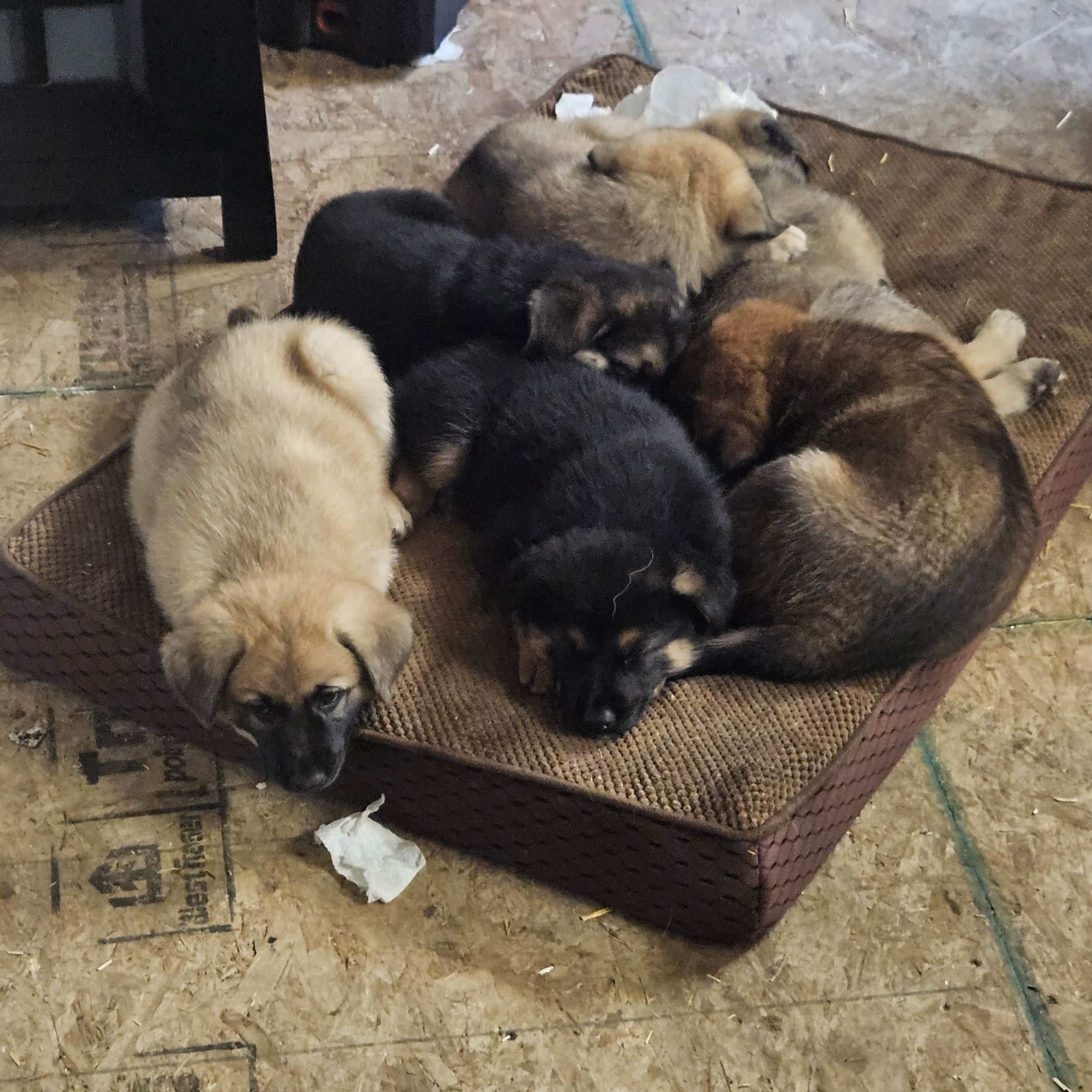 Photo of Shepard puppies 
