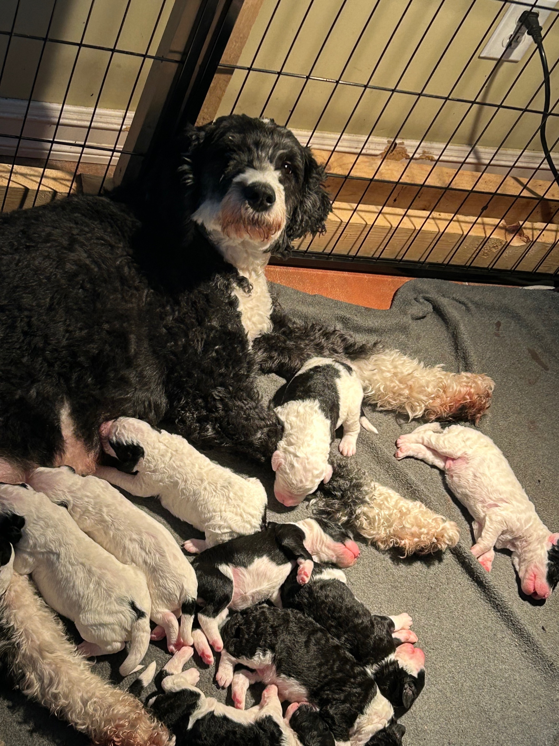 Photo of Sheepadoodle Puppies 