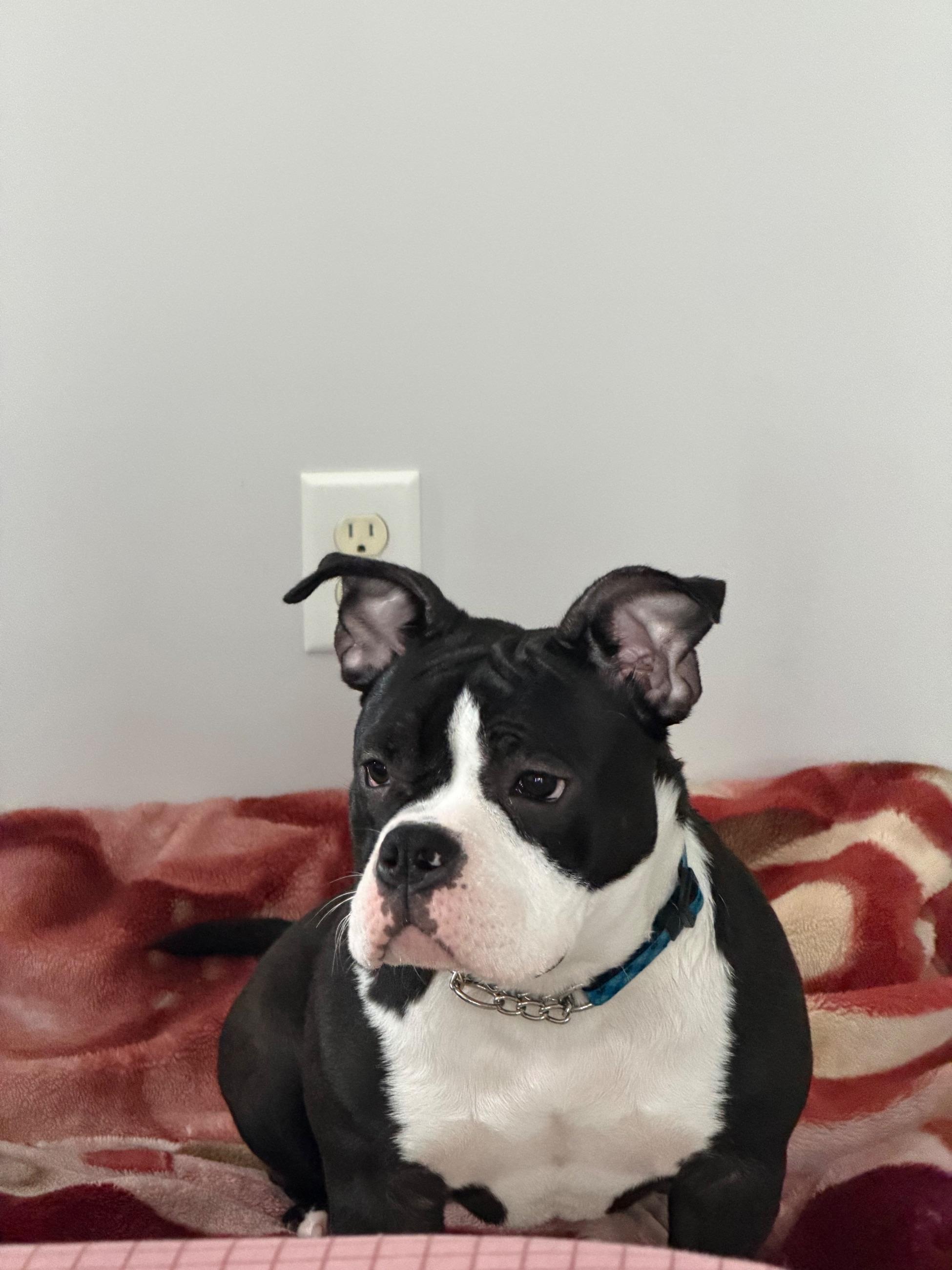 Photo of Pocket bully Female puppy 6 months