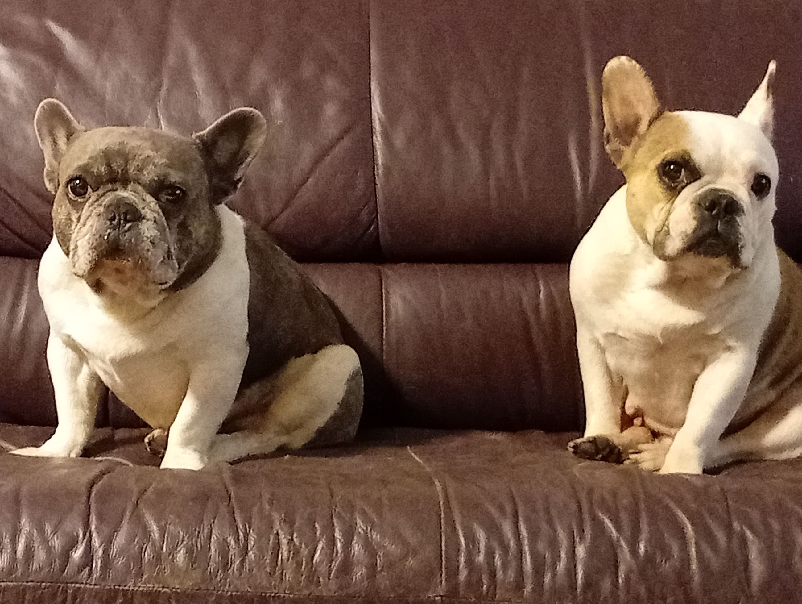 Photo of French bulldogs